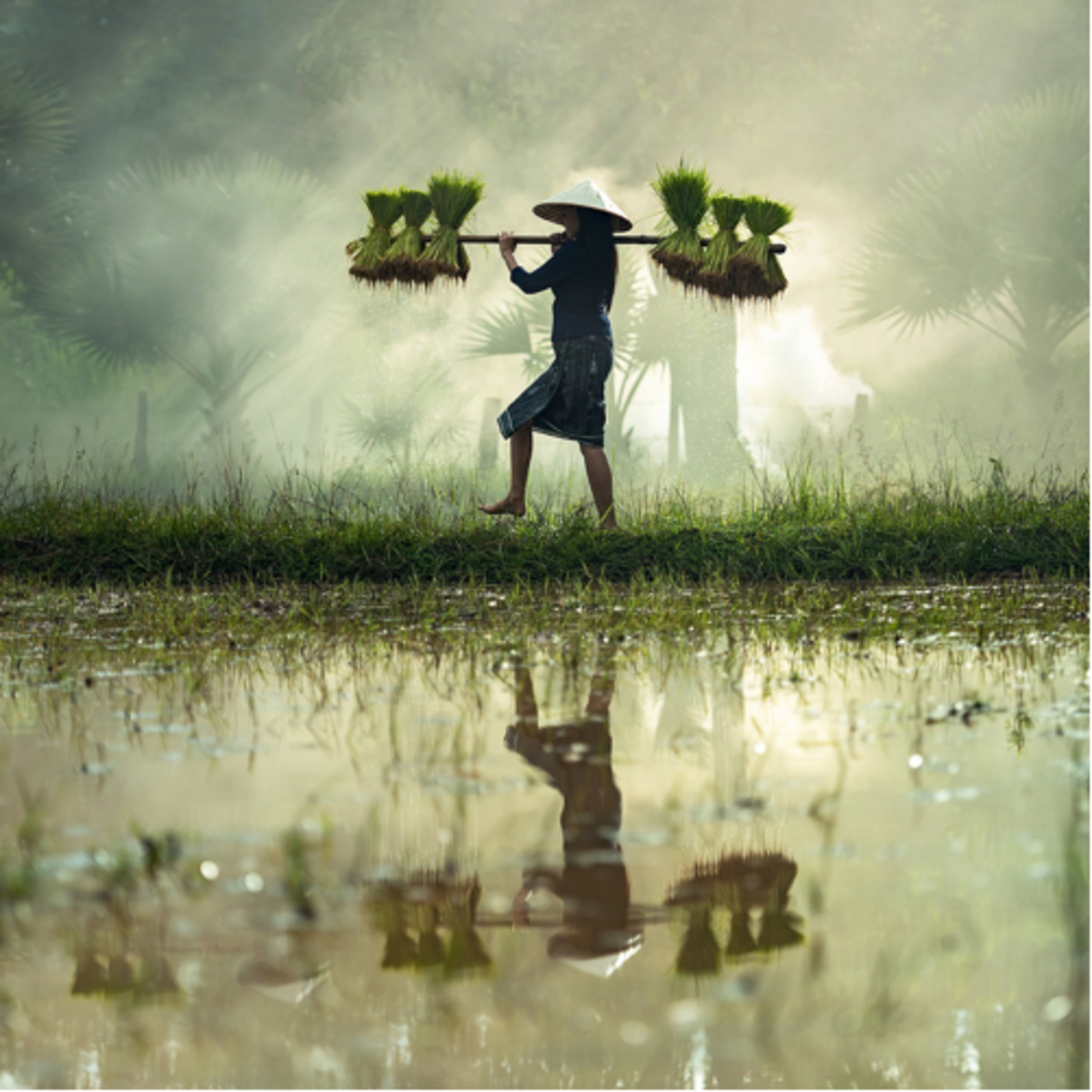 Pillole di Alimentazione