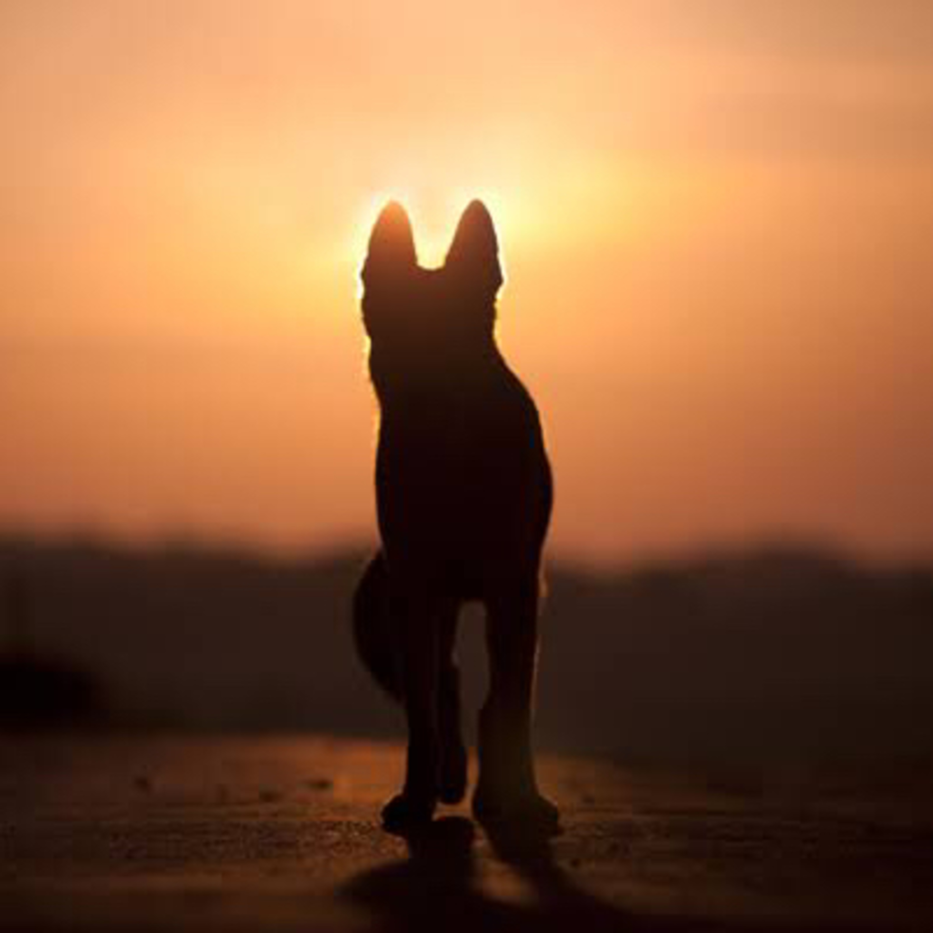 Portada de Esencia Animal