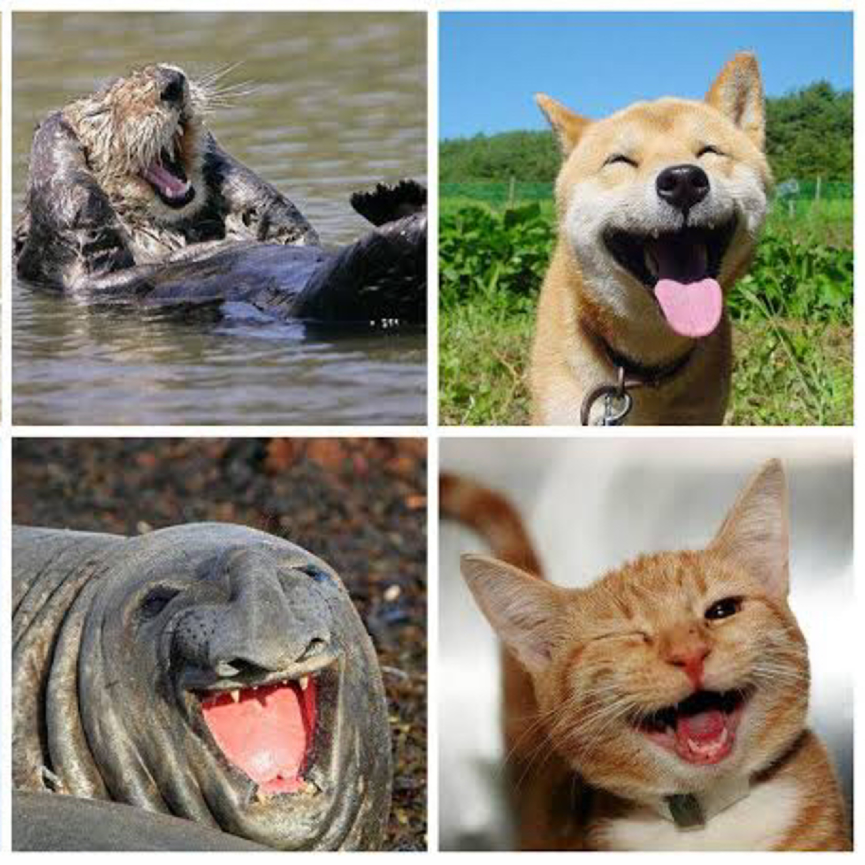 Portada de Esencia Animal