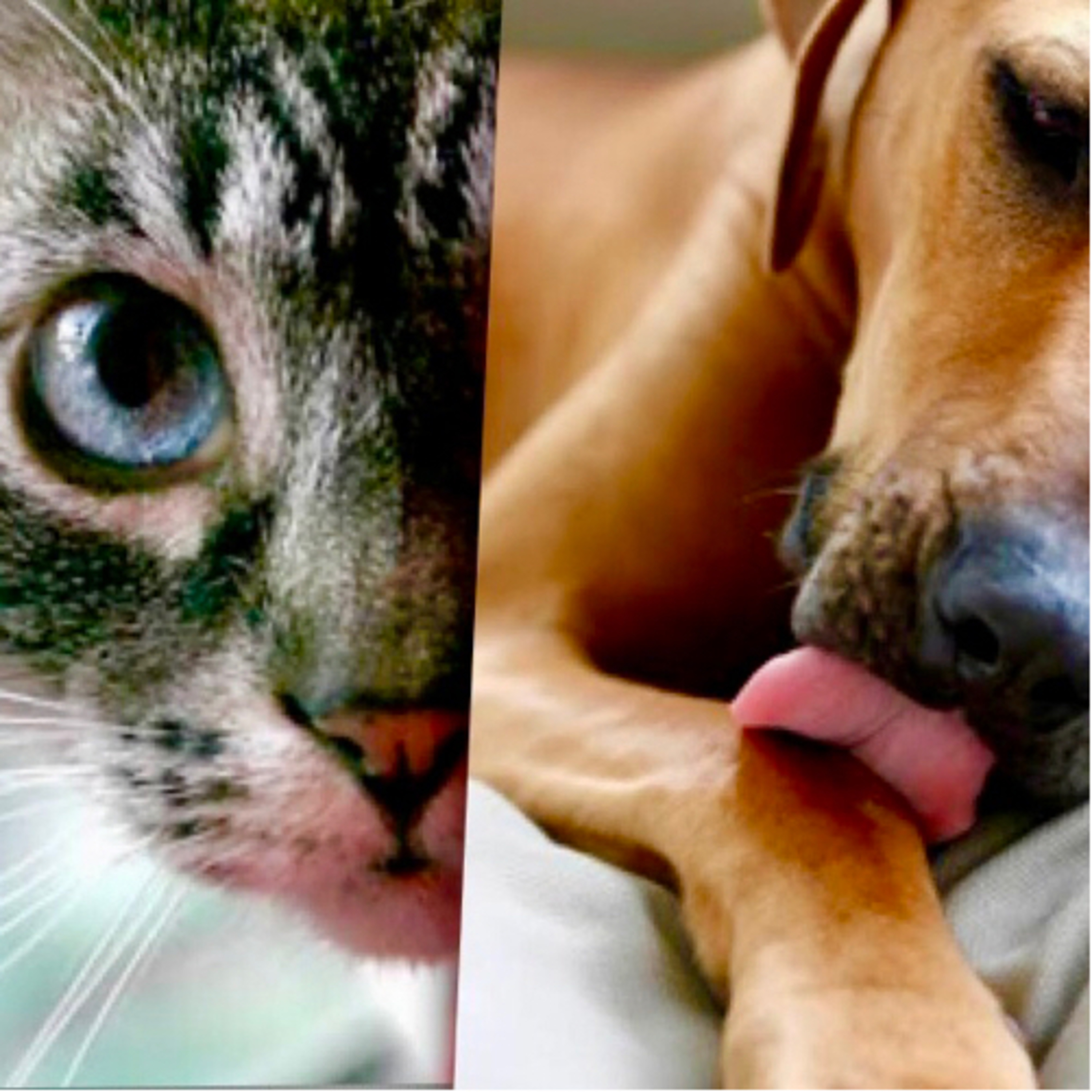 Portada de Esencia Animal