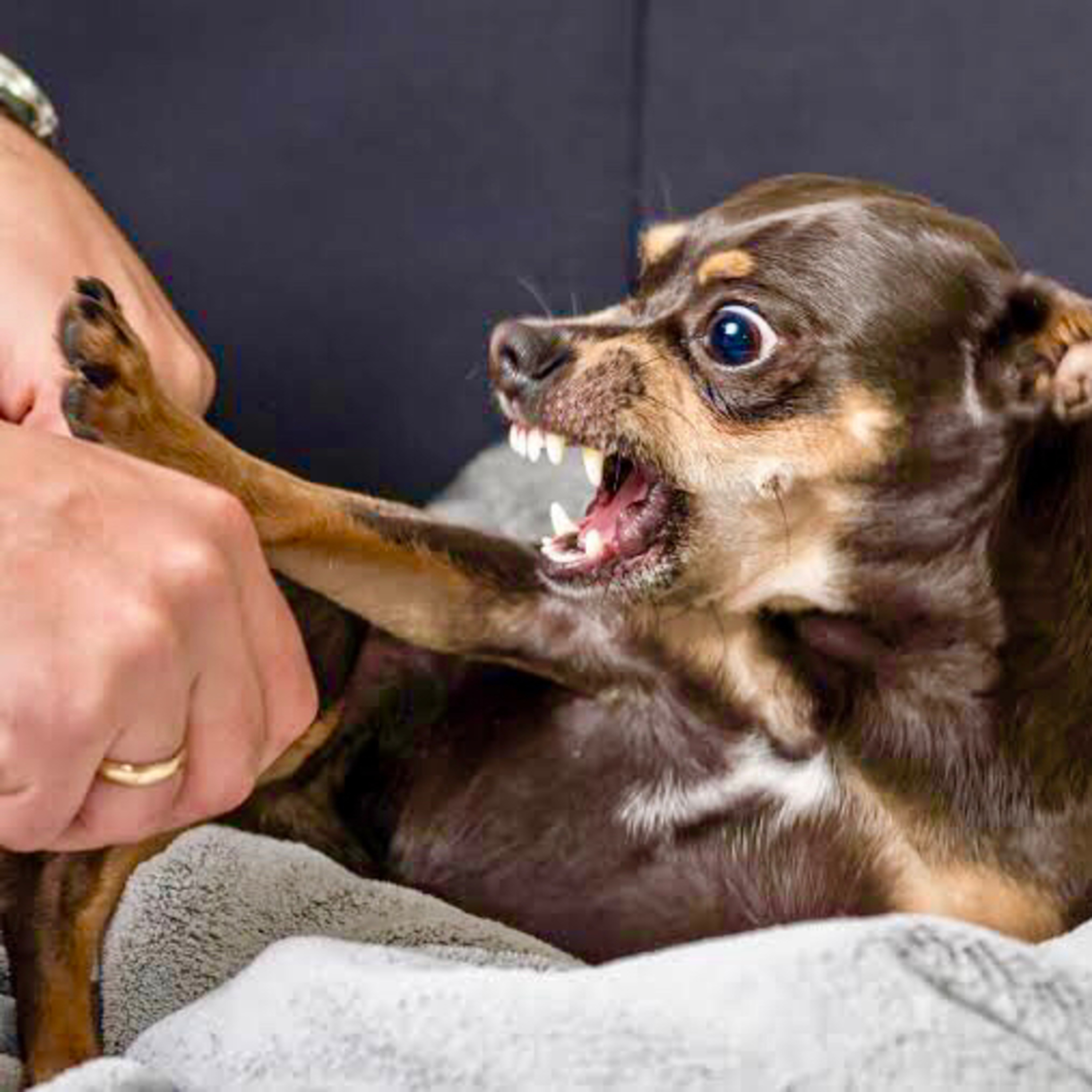 Portada de Esencia Animal