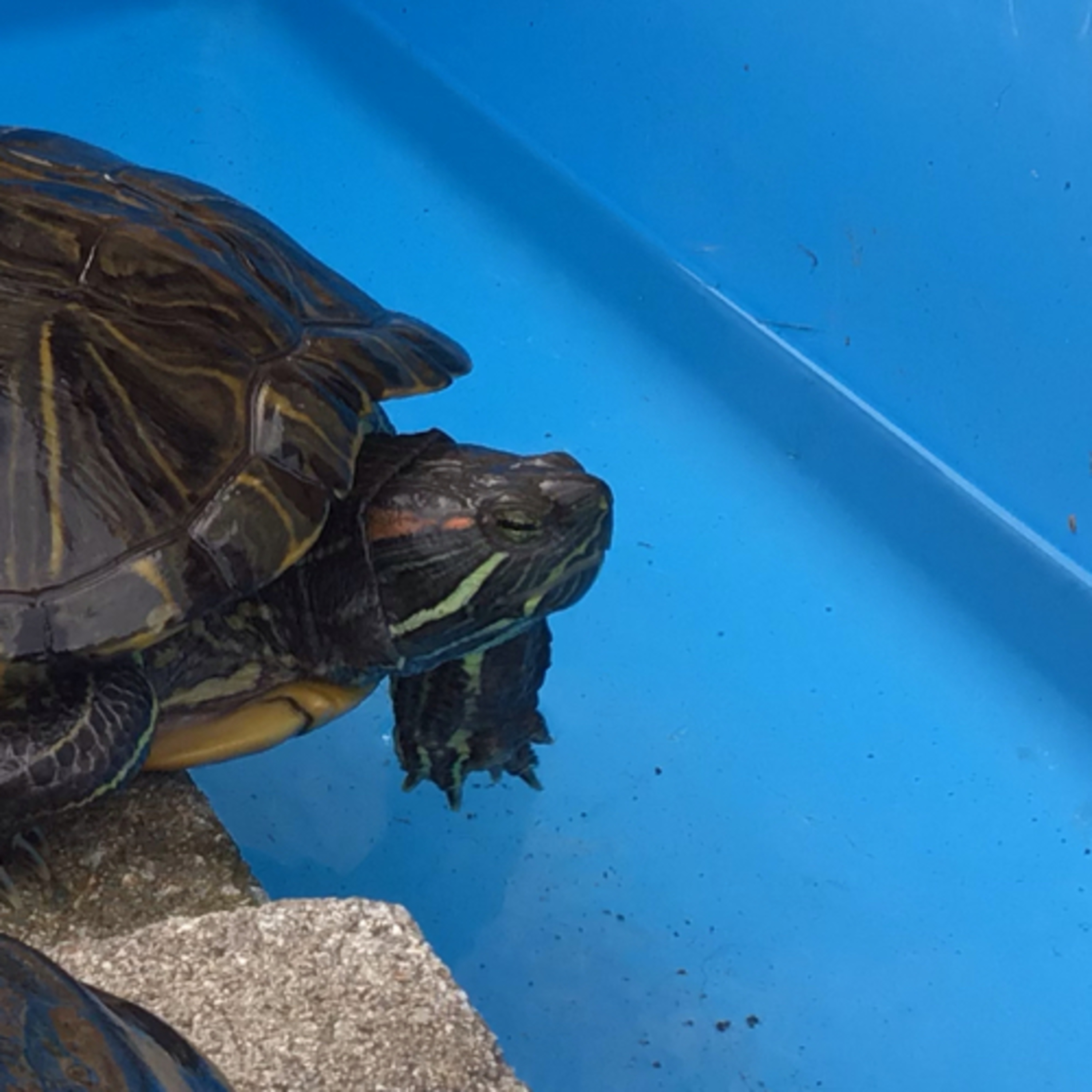 65ゲスト伊藤さん episode artwork