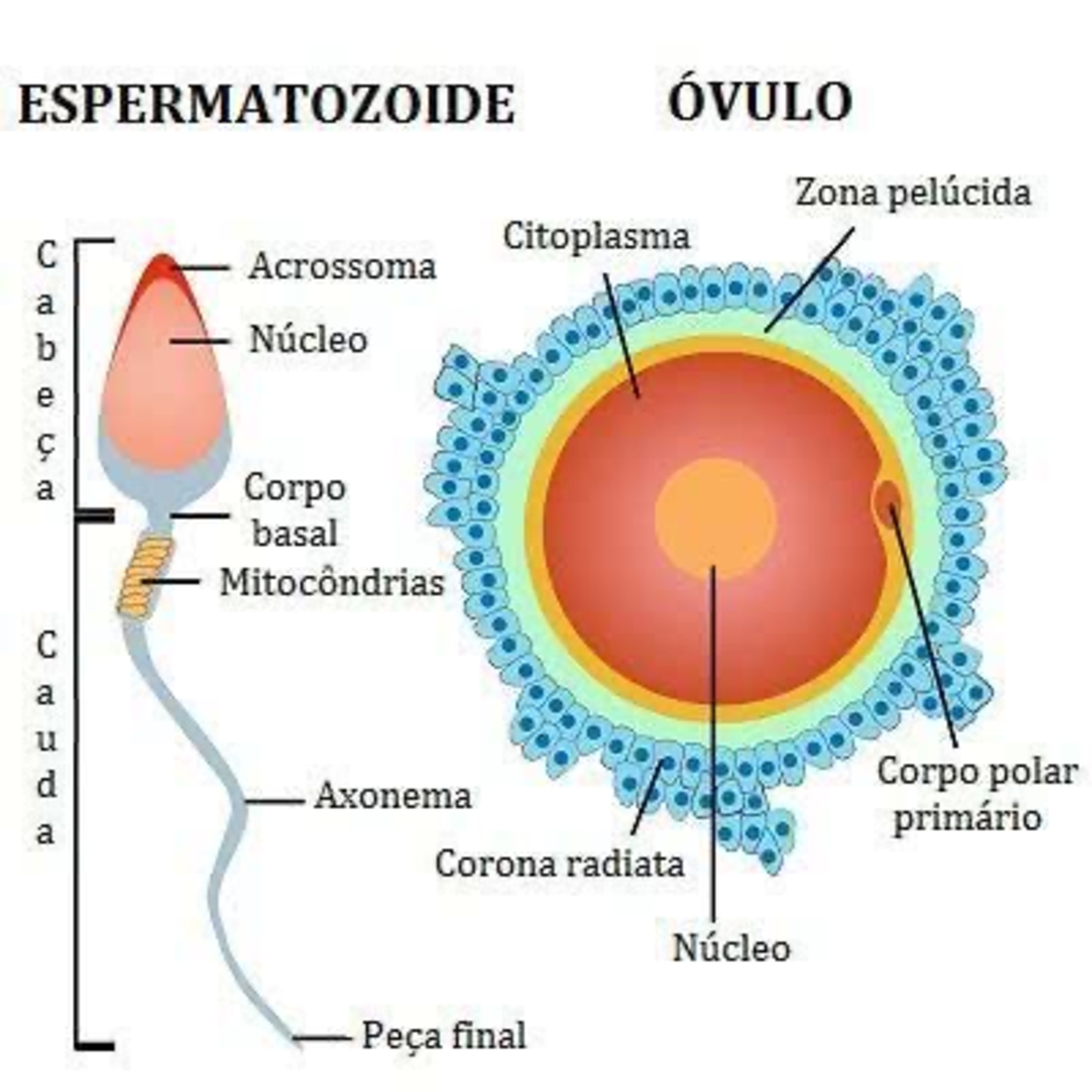 Simples Medicina, uma aluna do P4 (UNIPE) que quer acreditar que será simples