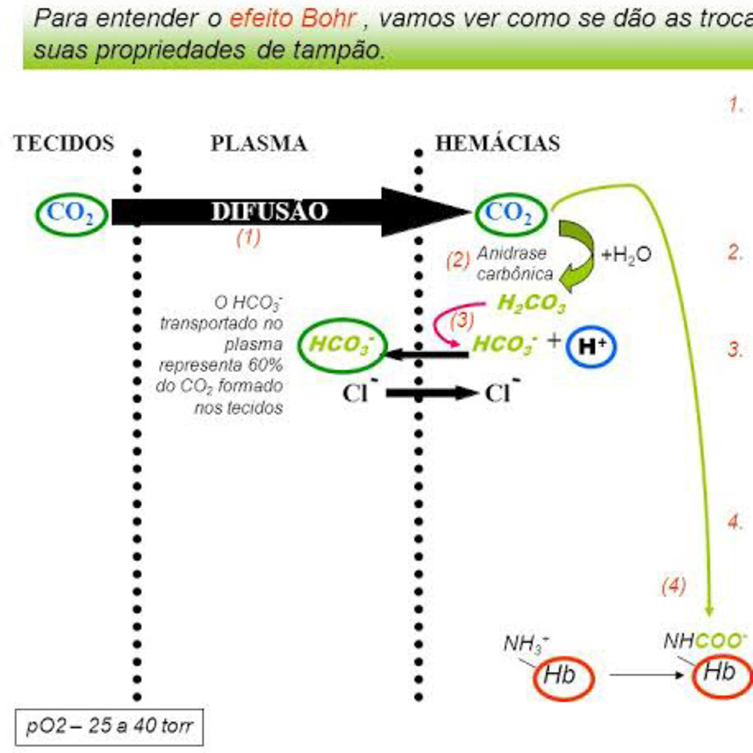 Simples Medicina, uma aluna do P4 (UNIPE) que quer acreditar que será simples