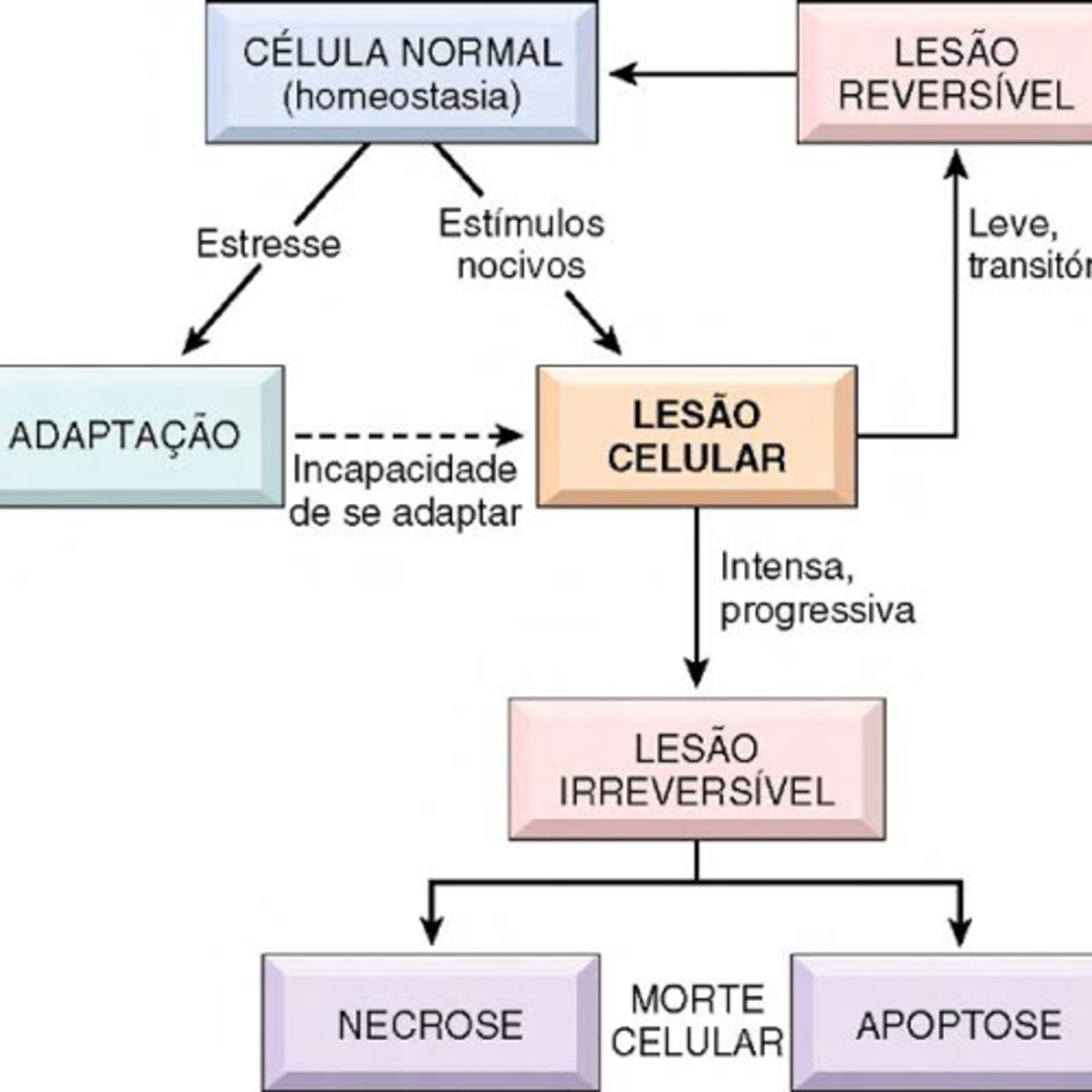 Simples Medicina, uma aluna do P4 (UNIPE) que quer acreditar que será simples