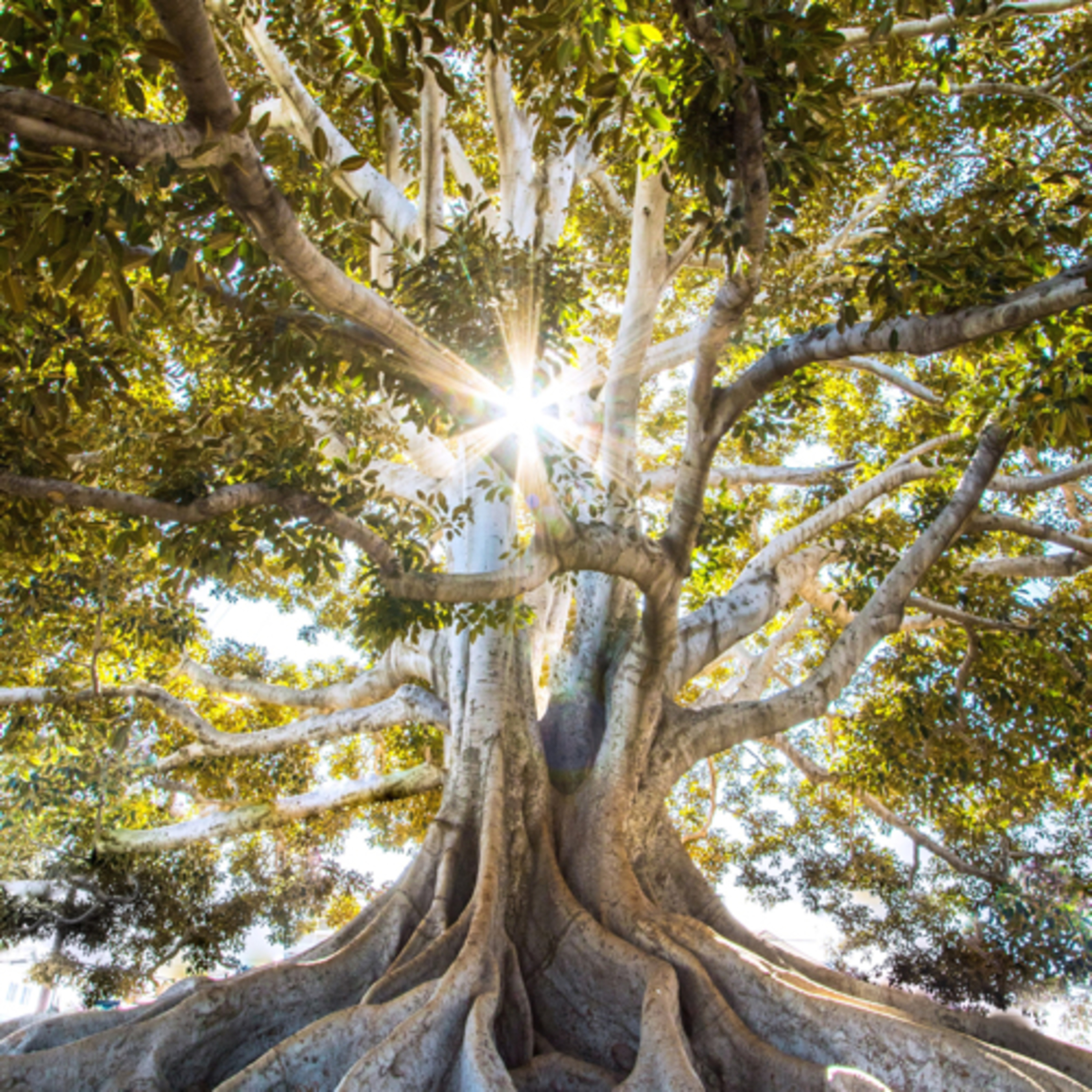 Wisdom is the Tree of Life Revelation episode artwork