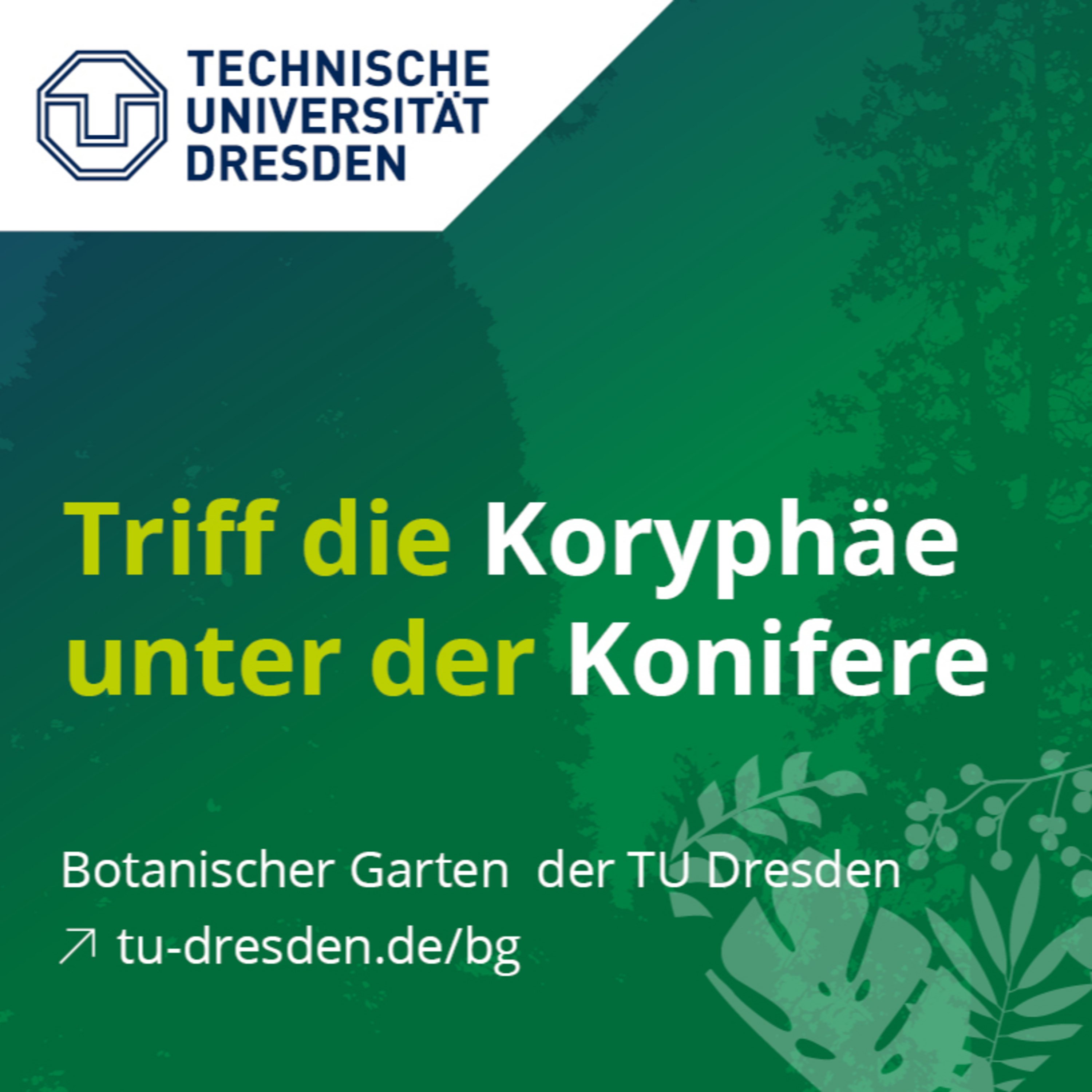 Triff die Koryphäe unter der Konifere