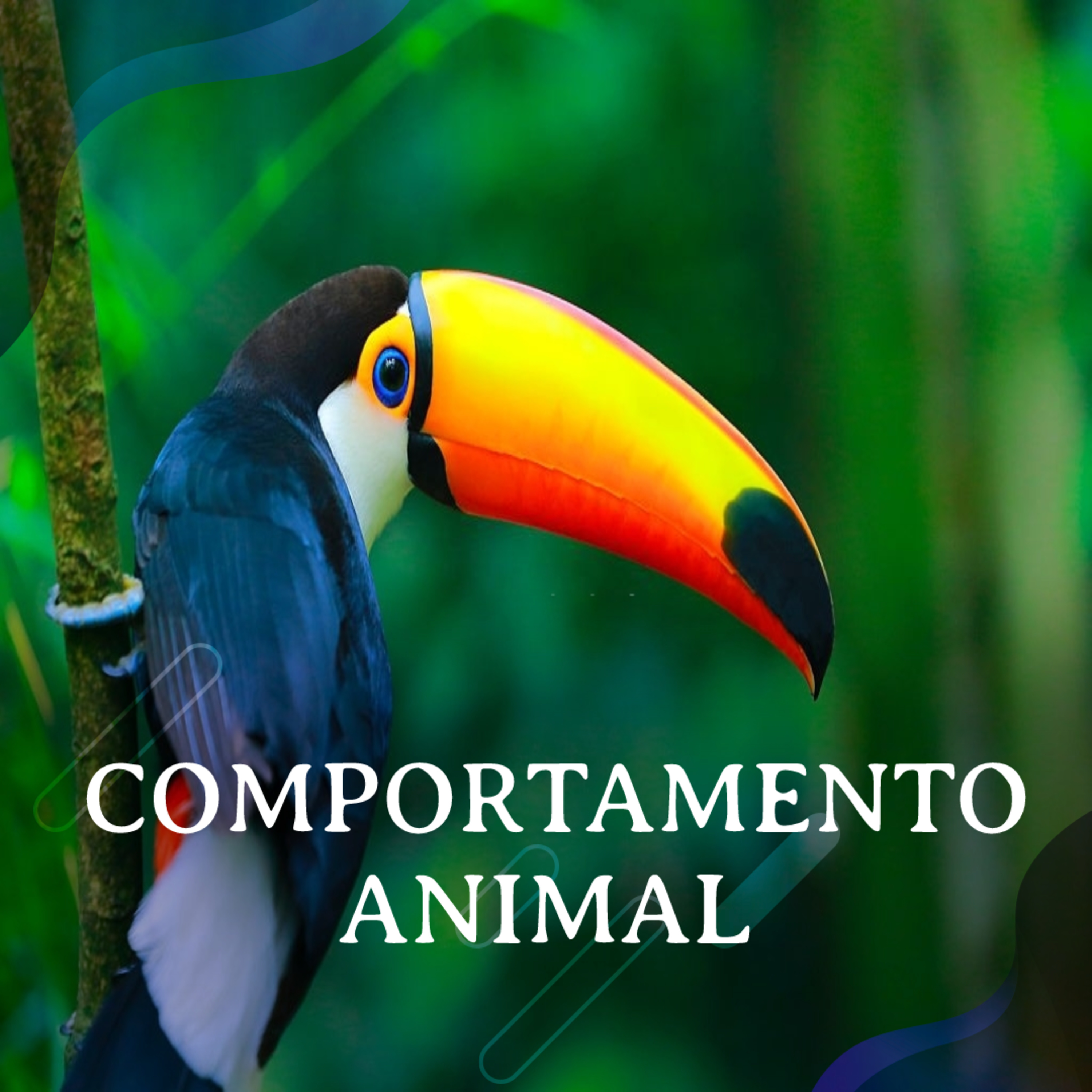 O que é comportamento animal? - Com Rodrigo Hirata Willemart