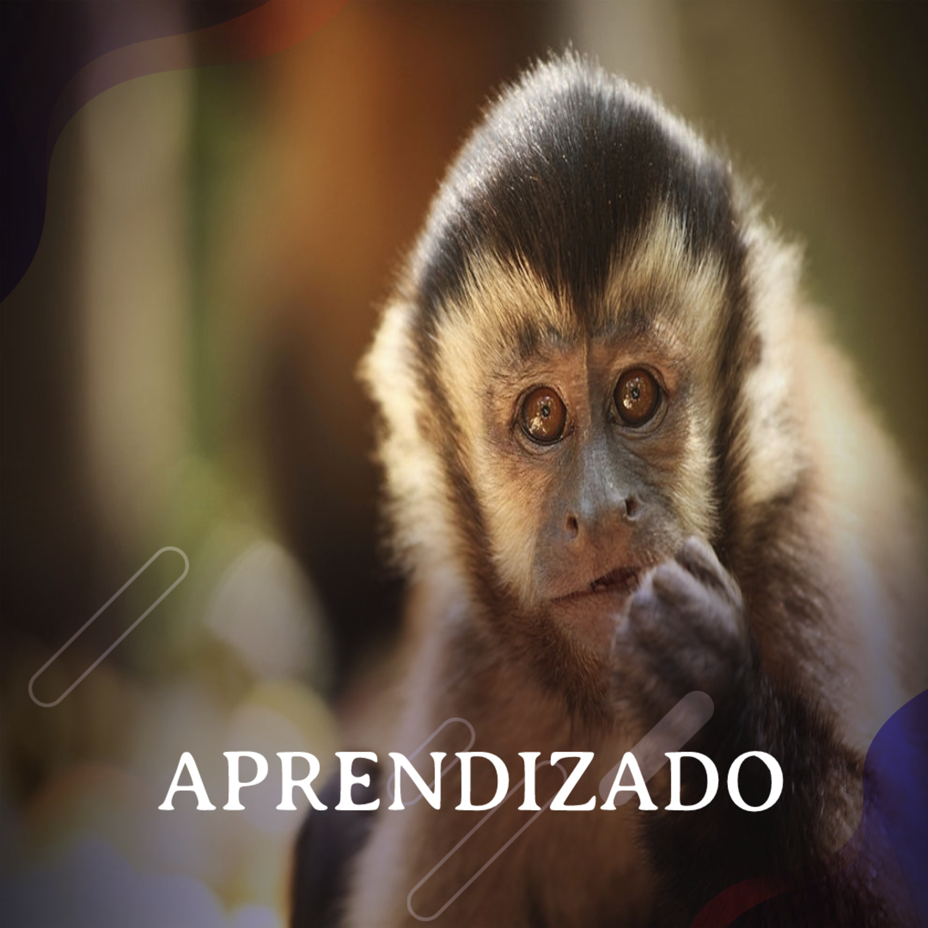 Aprendizado - Com Tiago Falótico