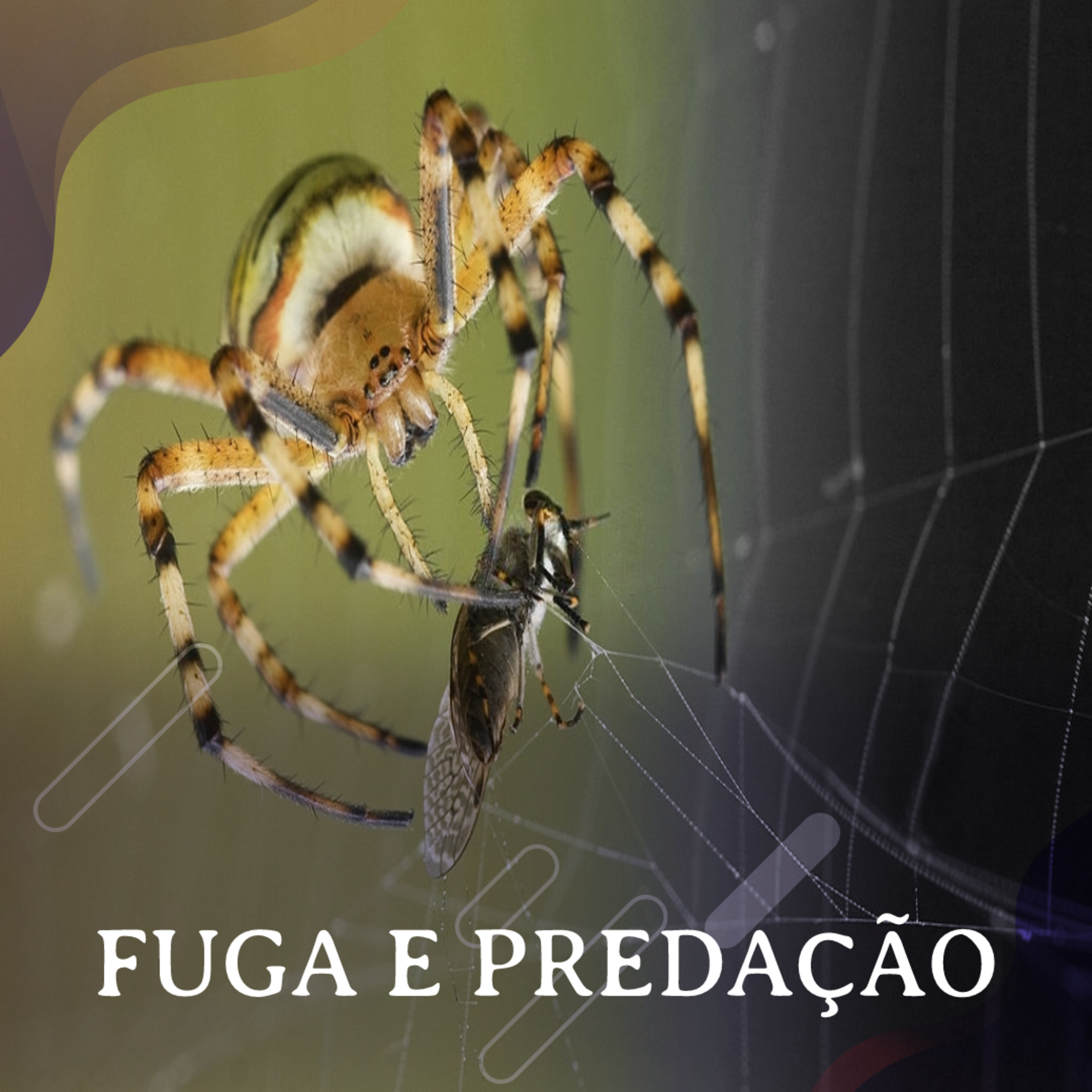 Fuga e evitação da Predação - Com Felipe Malheiros Gawryszewski