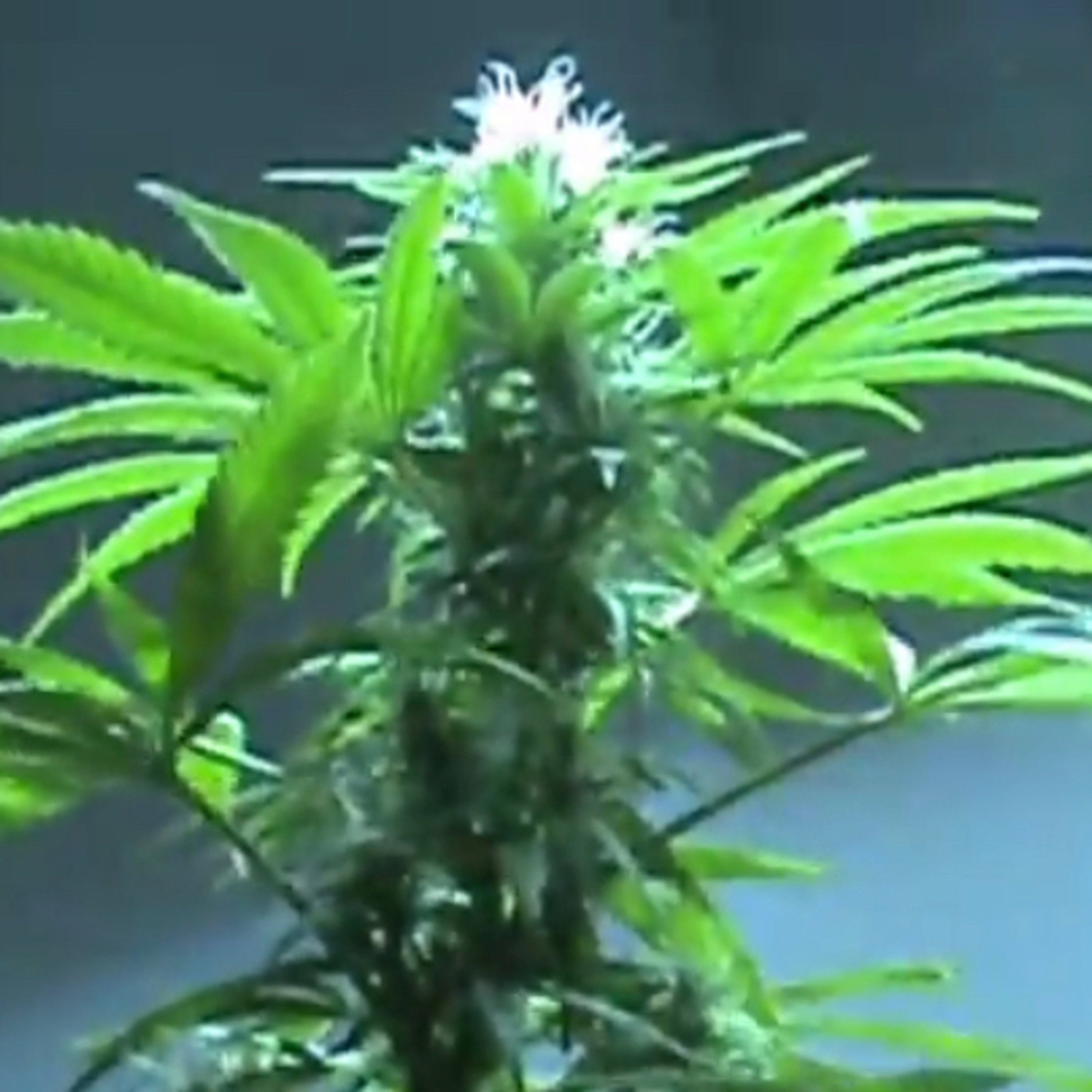 COVID-19 cannabis shortages, grow your own episode artwork
