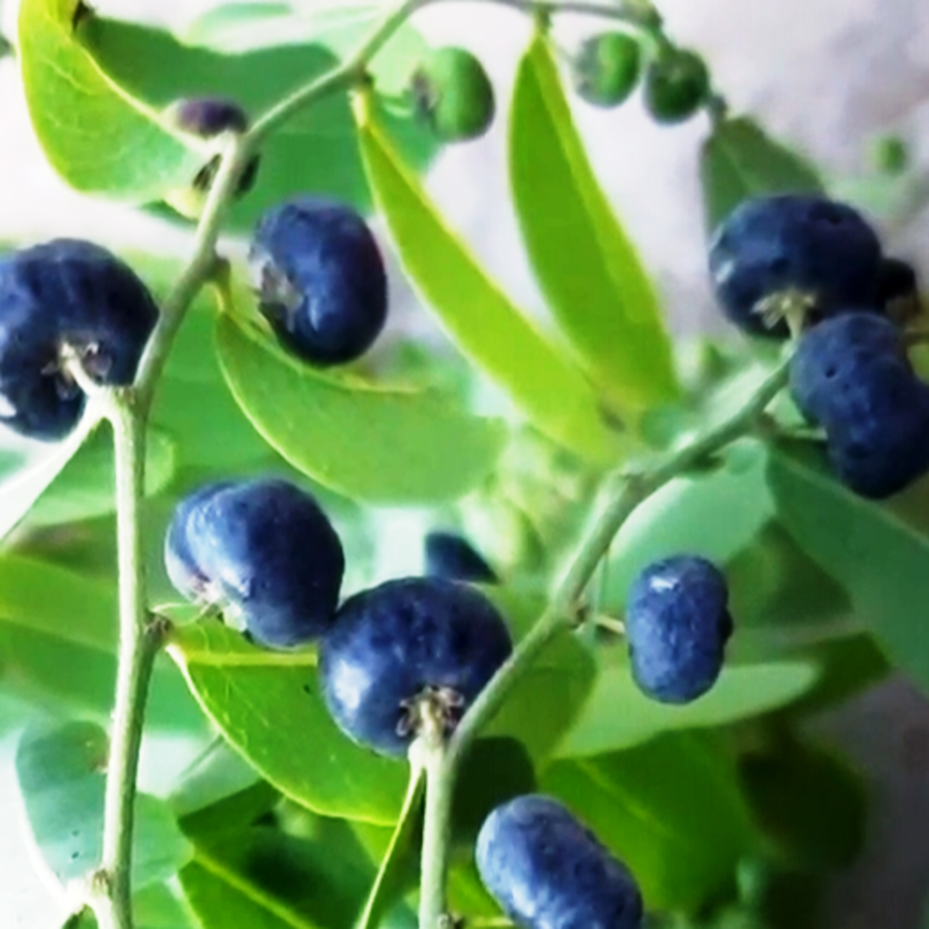 Thảo Mộc Vườn Nhà