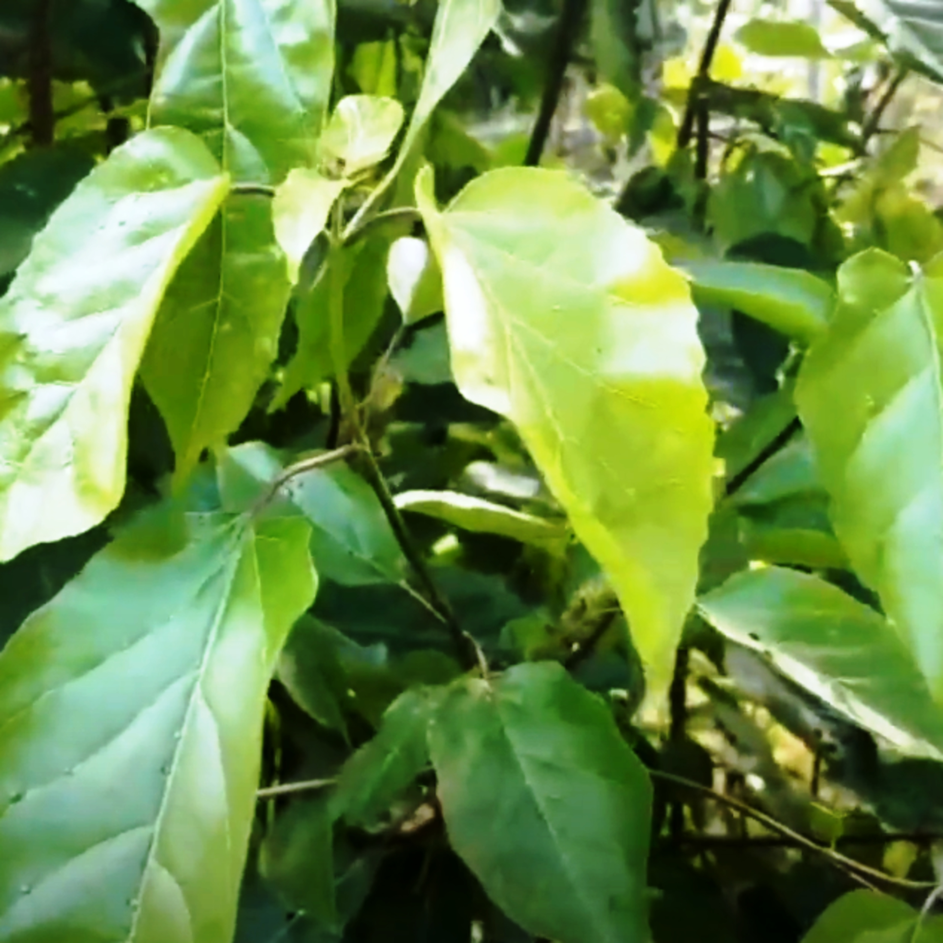 Thảo Mộc Vườn Nhà