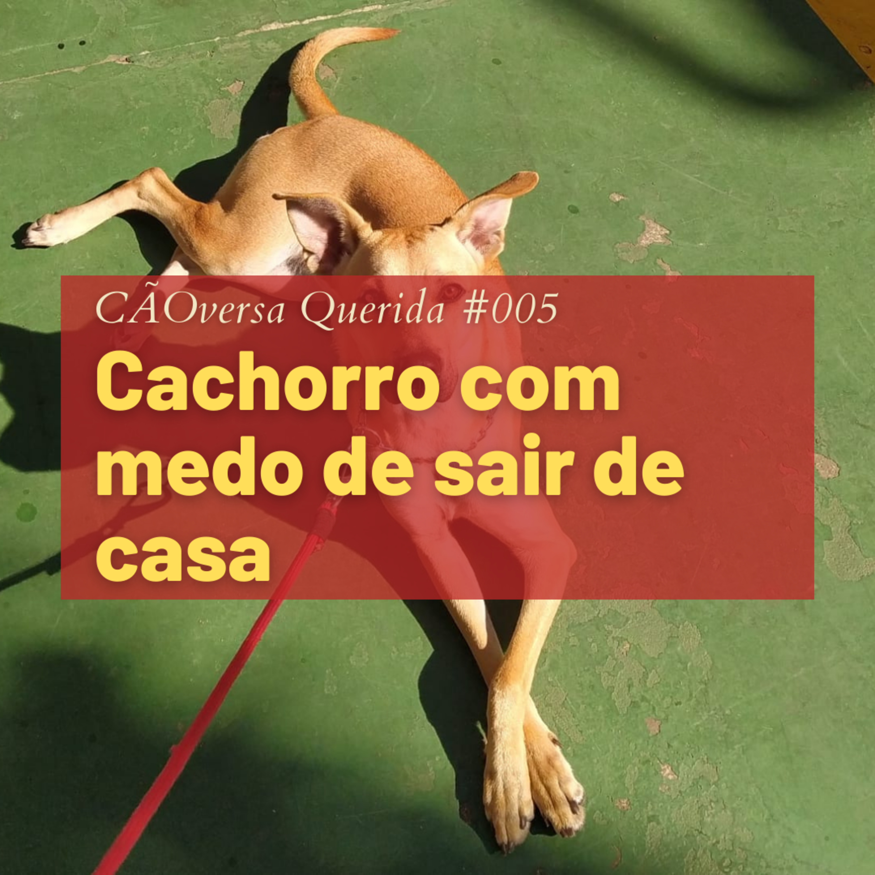 CÃOversa Querida