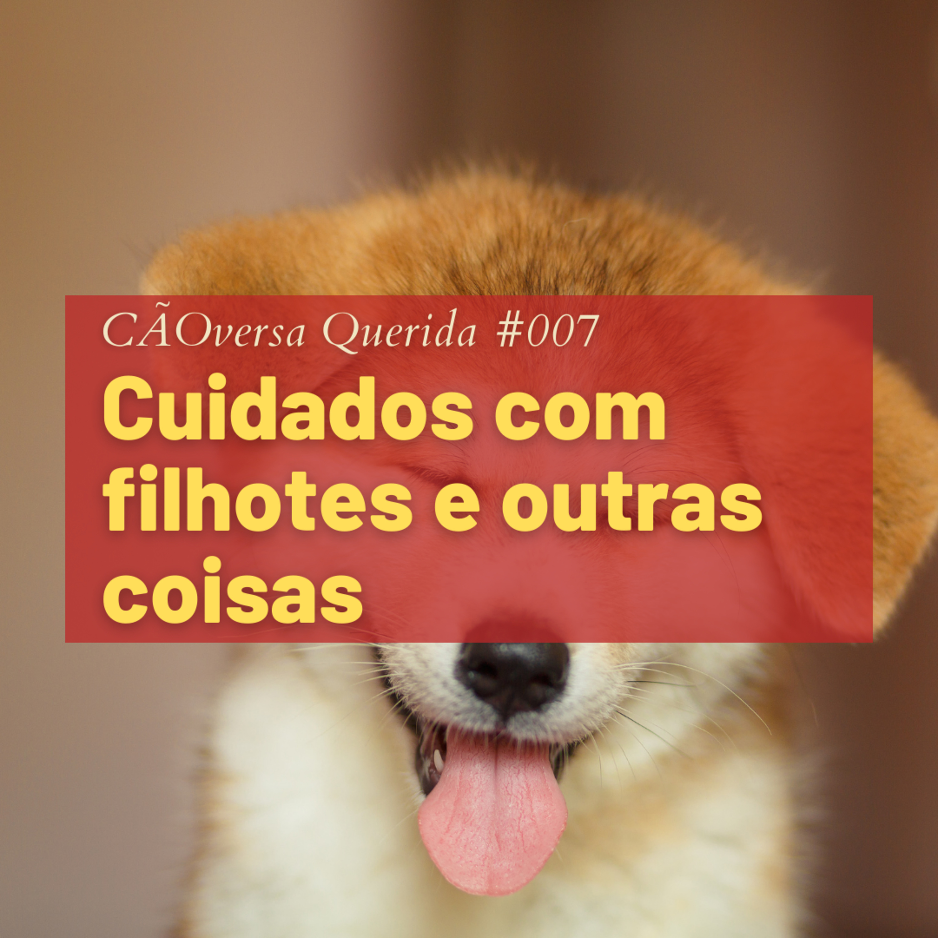 CÃOversa Querida