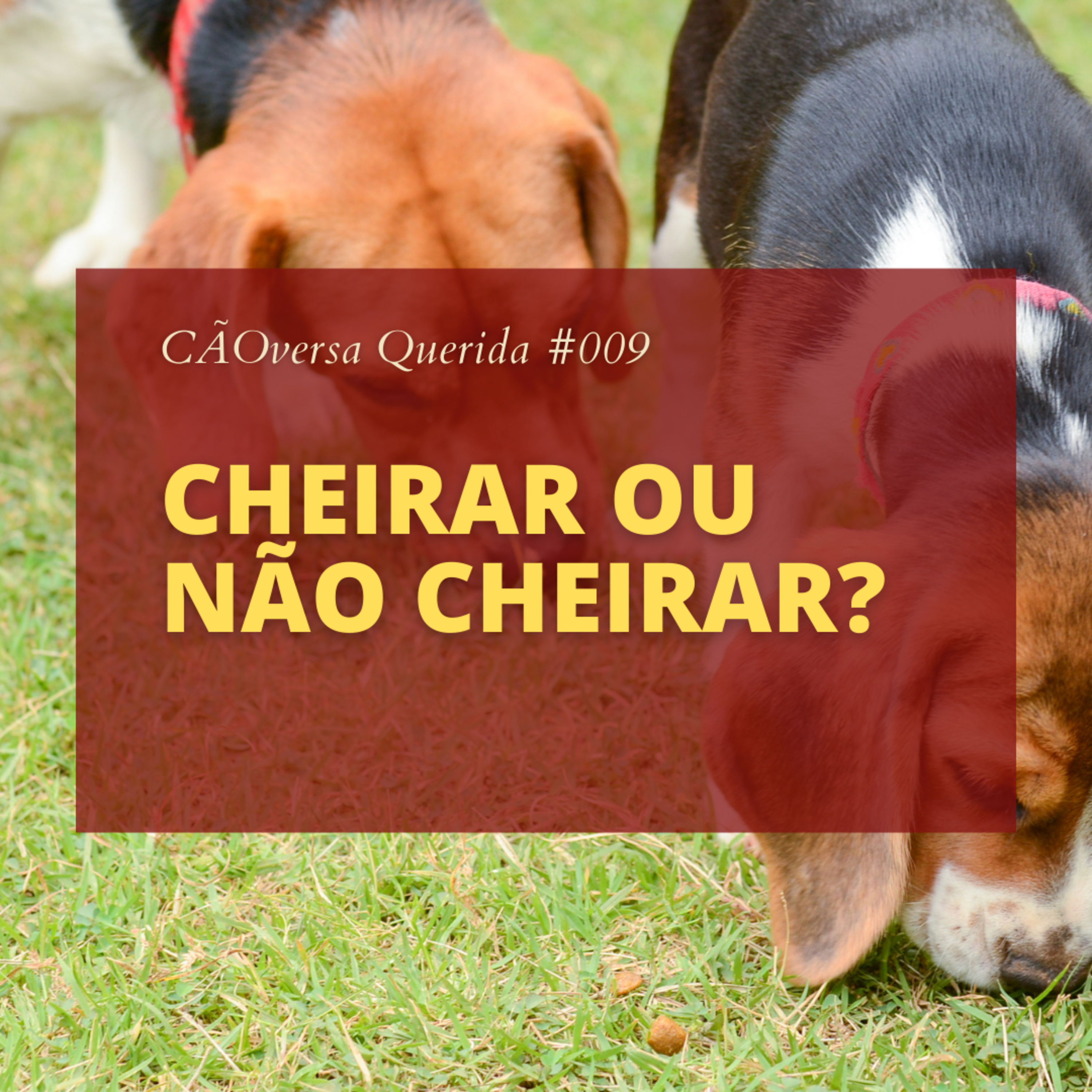 CÃOversa Querida
