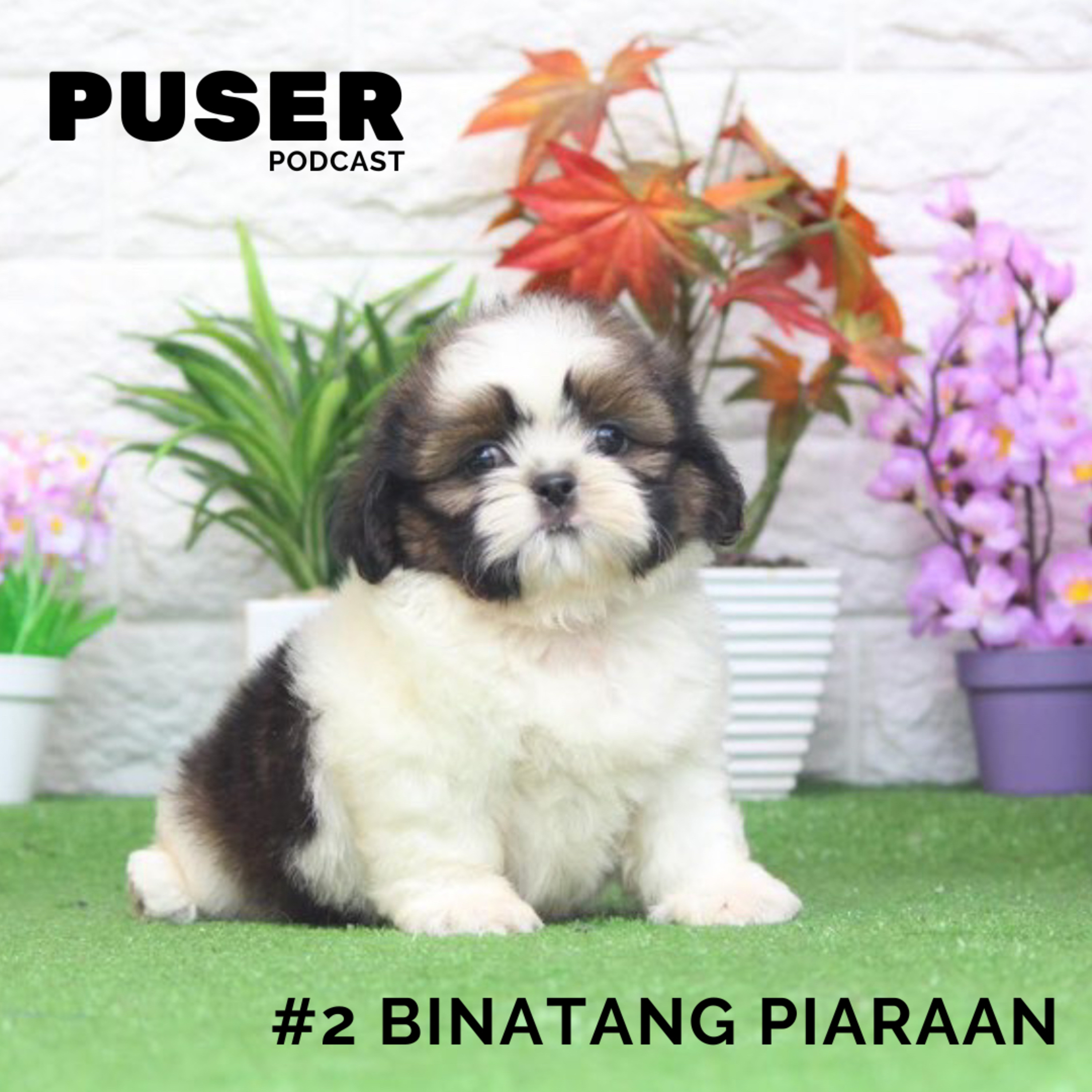 PUSER Podcast