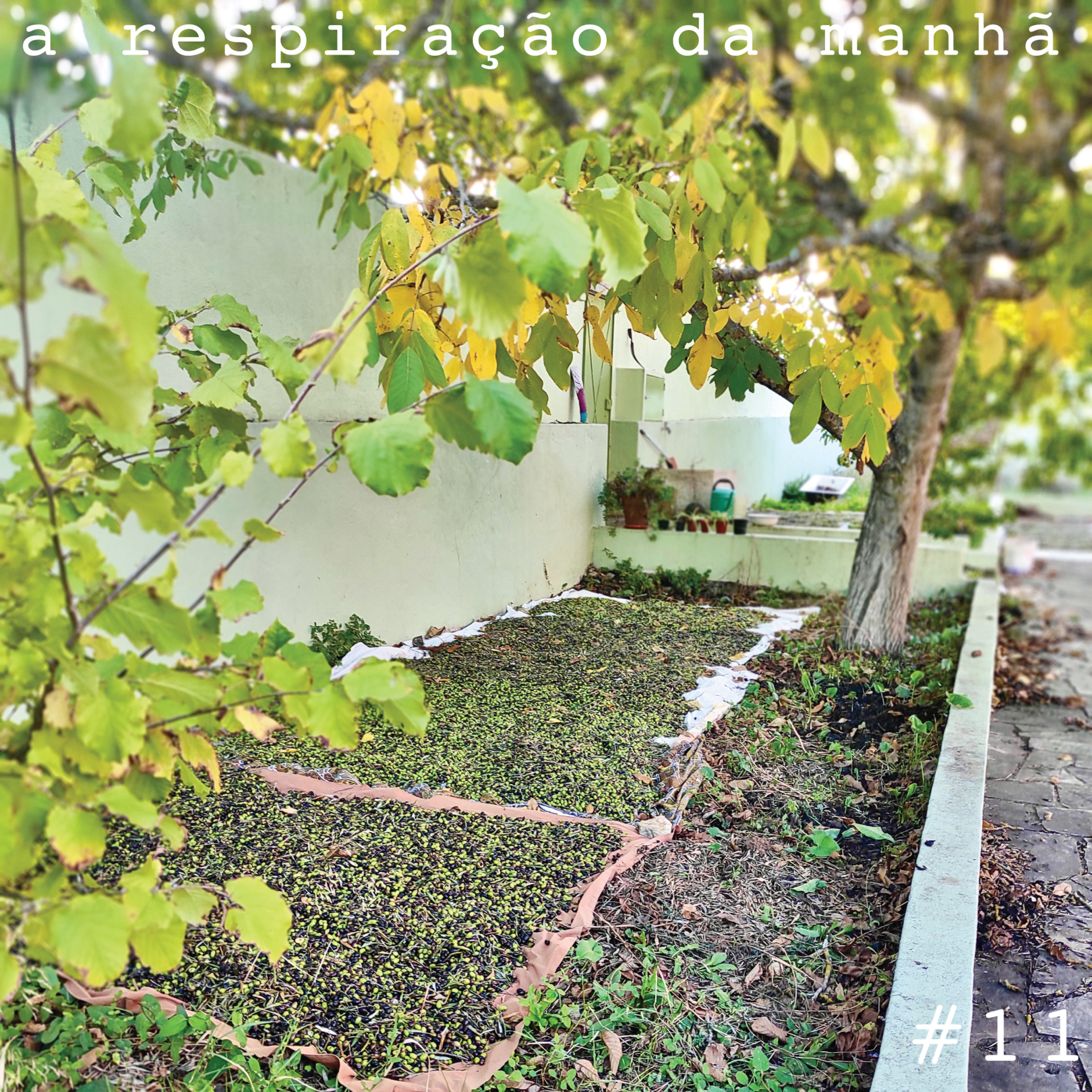 a respiração da manhã