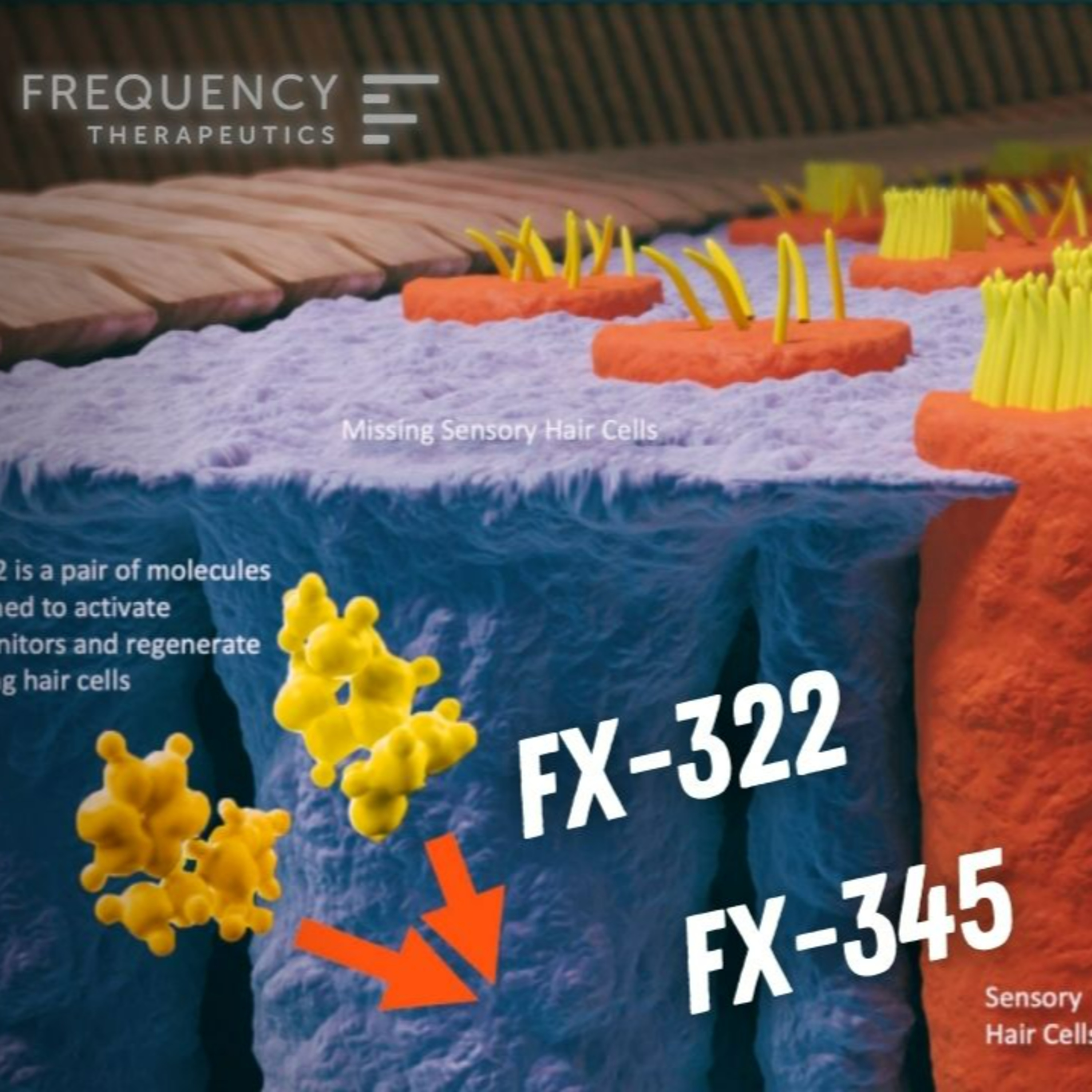 110 - The Promise of Regenerative Medicine and Hearing Restoration: An Update on Frequency Therapeutics Clinical Trials episode artwork