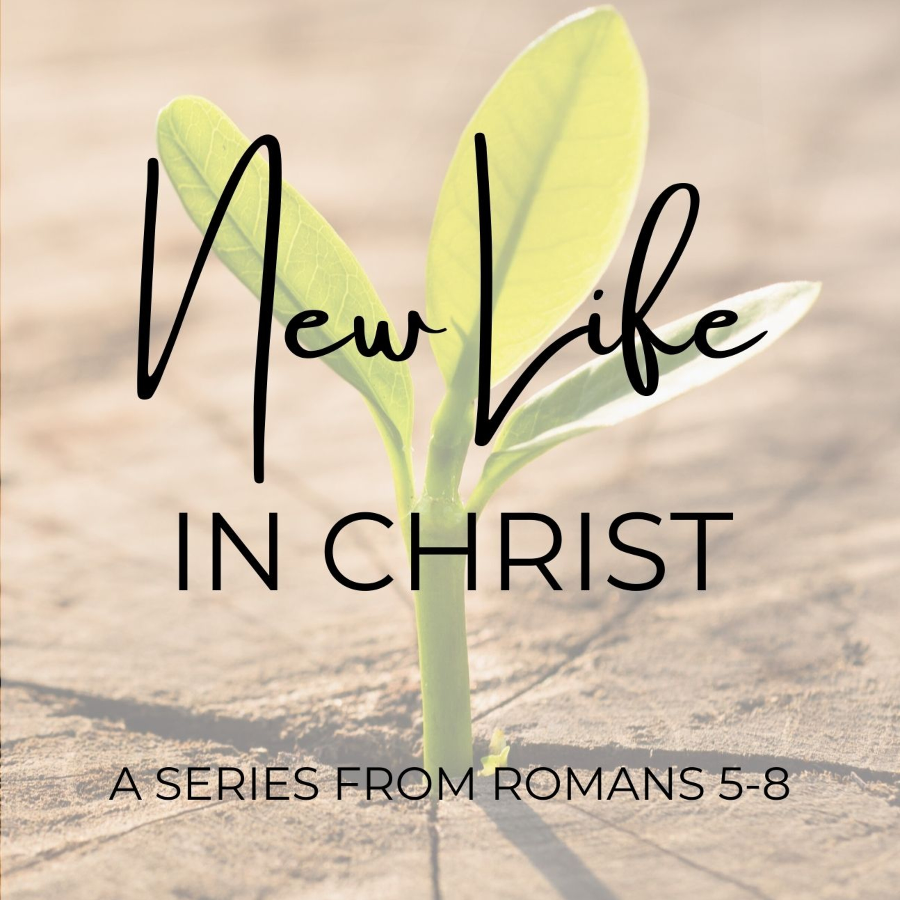 New Life in Christ - What Shall We Say in Response to These Things? episode artwork