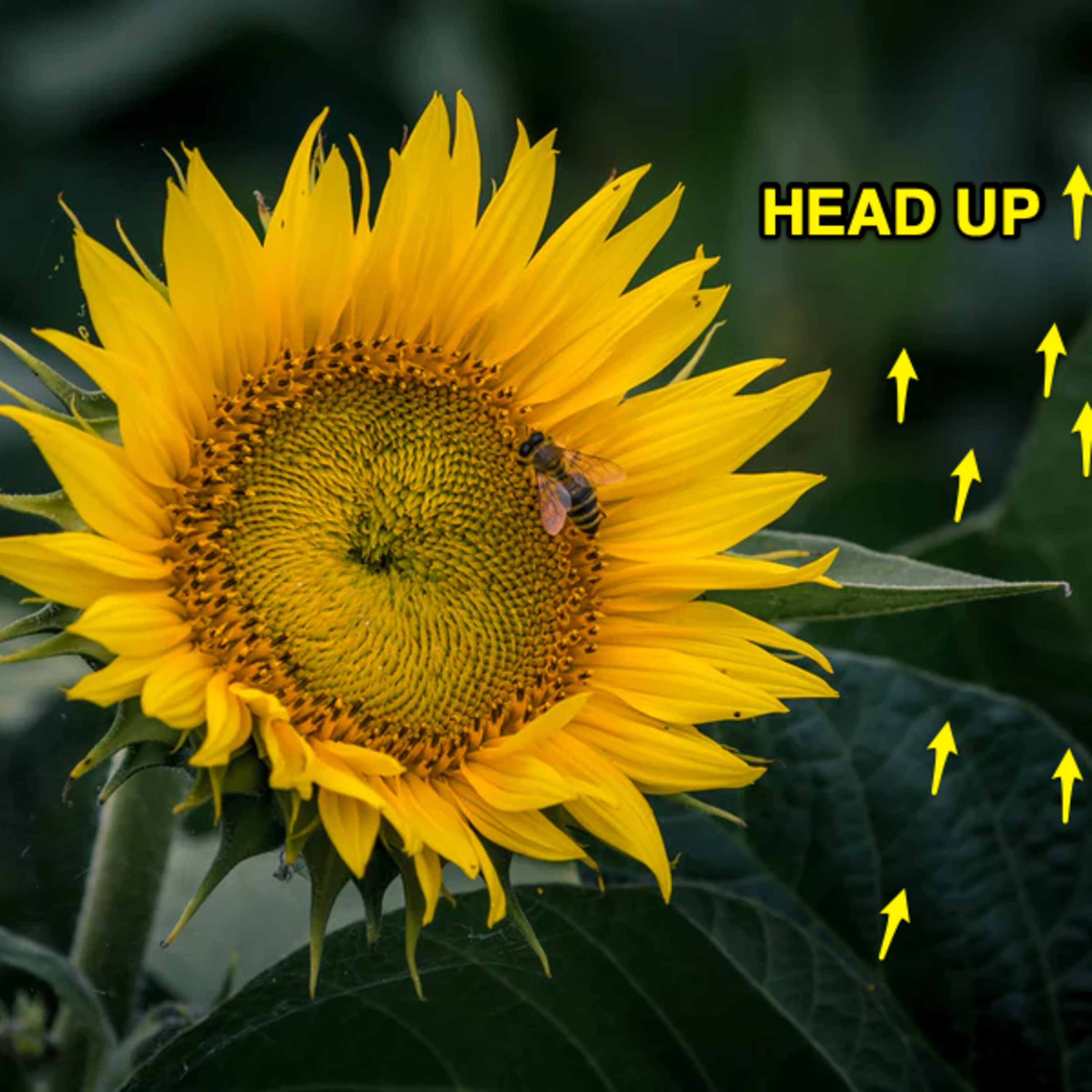 #23: Head up / Ngẩng cao đầu episode artwork