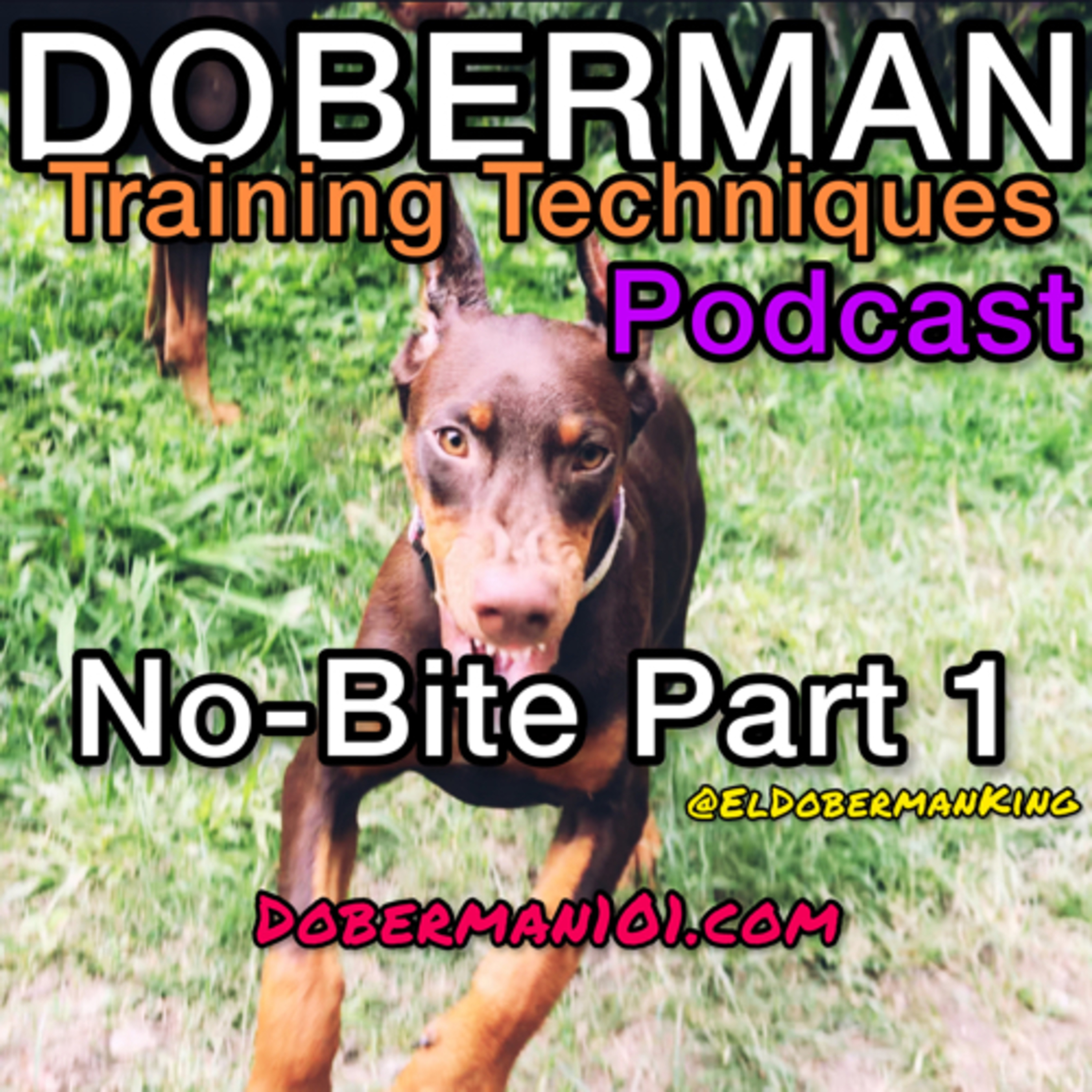 Doberman No Bite Tips and more gems. episode artwork
