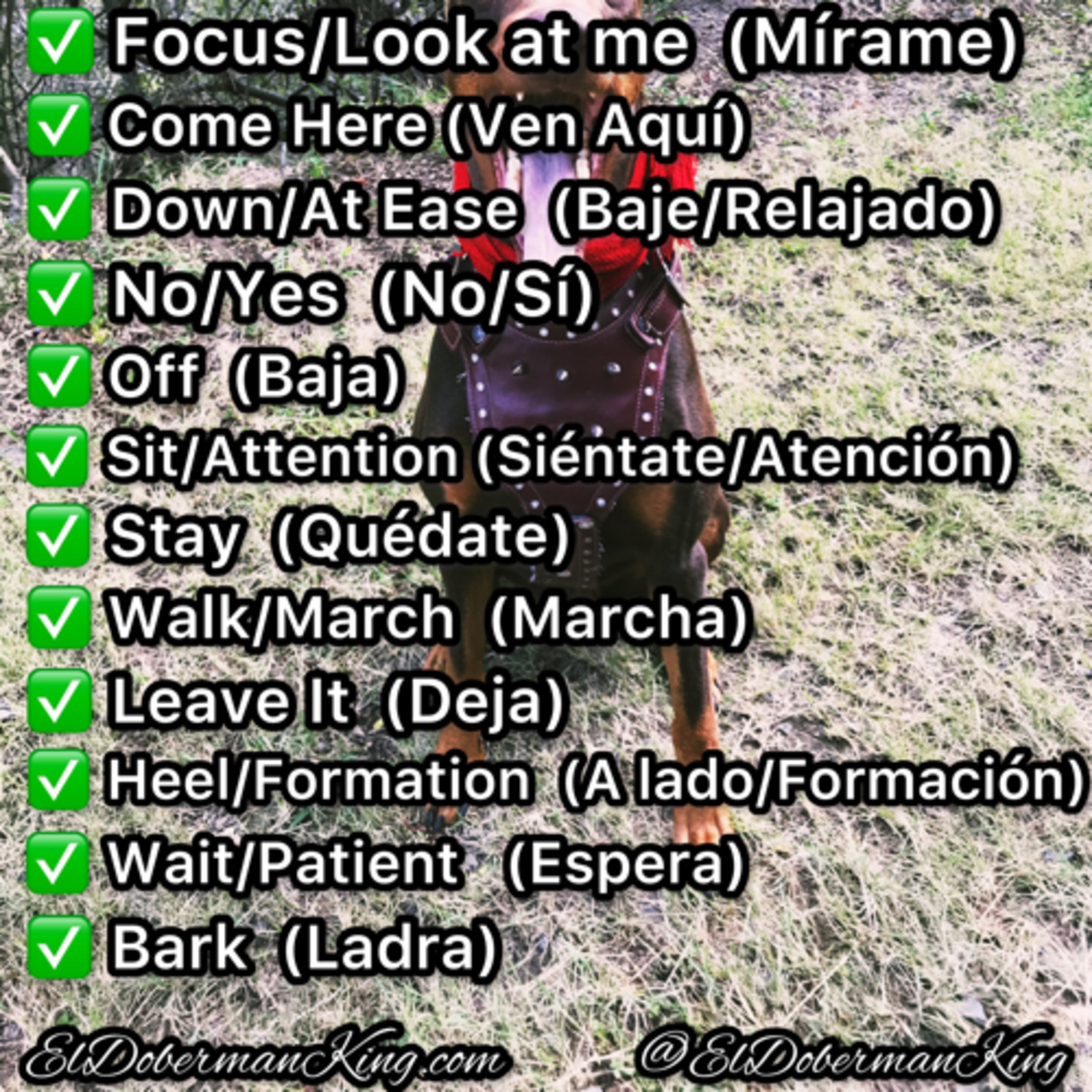 Doberman 11 Basic Commands in English & Spanish  episode artwork