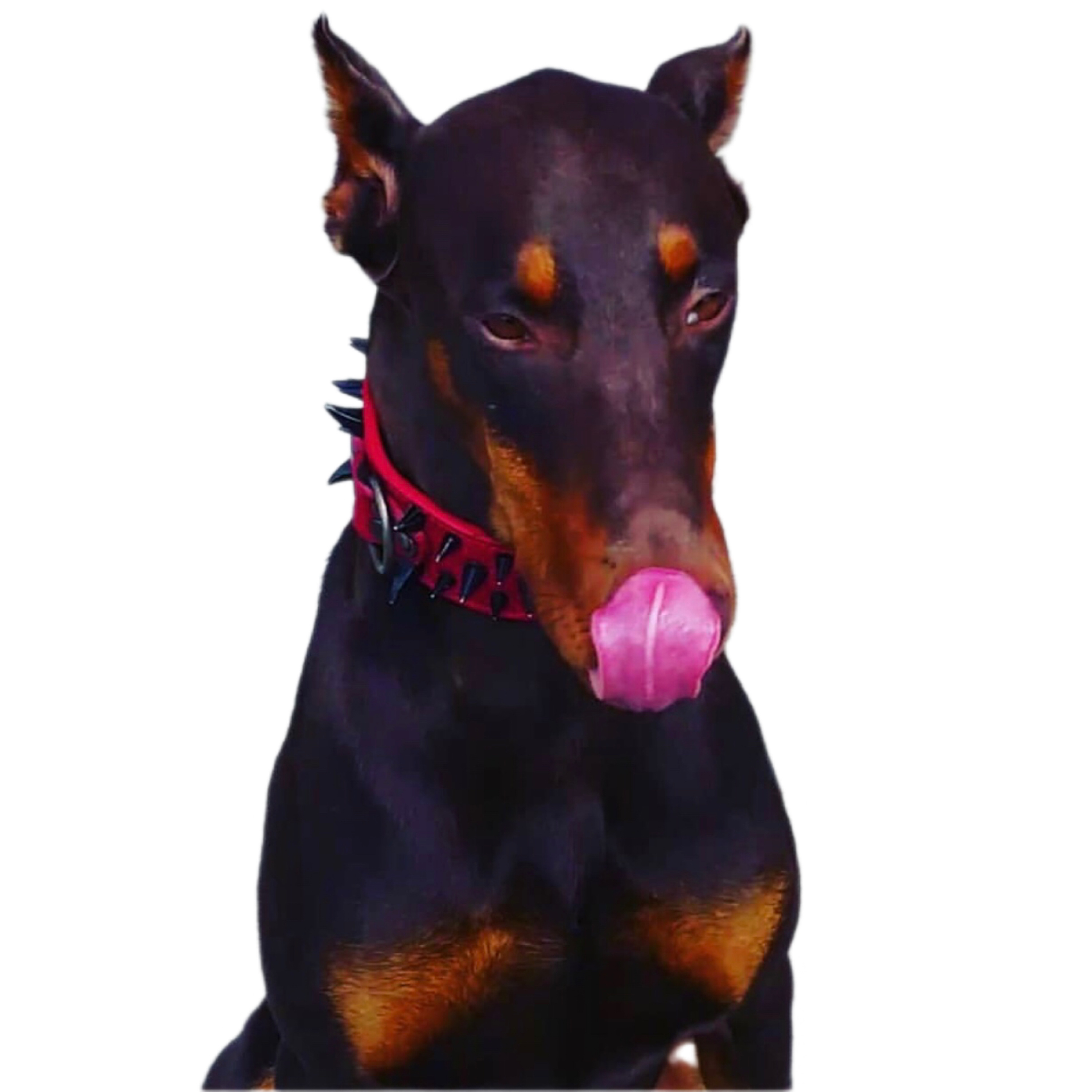 10 Week old Doberman Q&A Lee & Charlie, Virginia, USA episode artwork