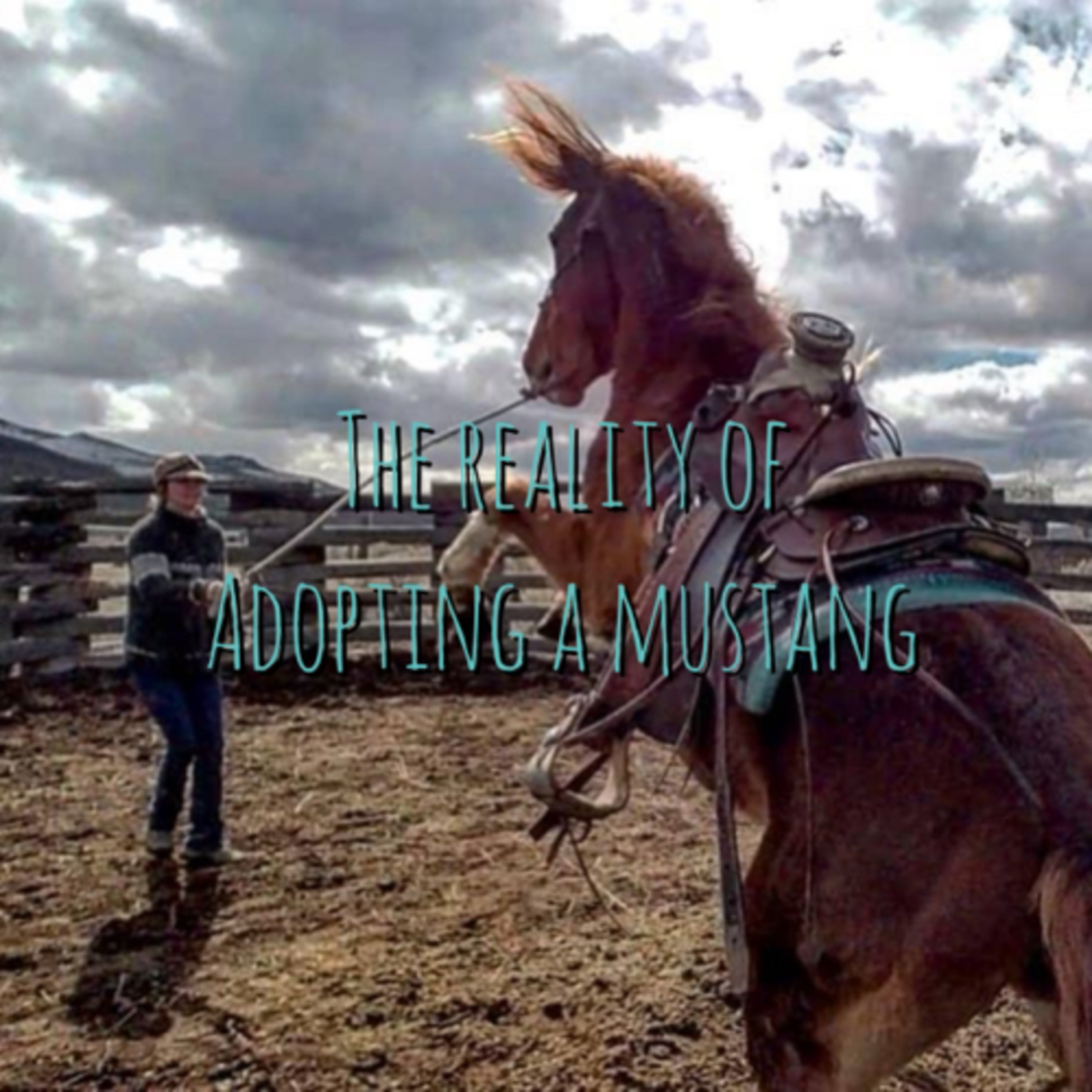 Realistic expectations of adopting your first mustang.  episode artwork