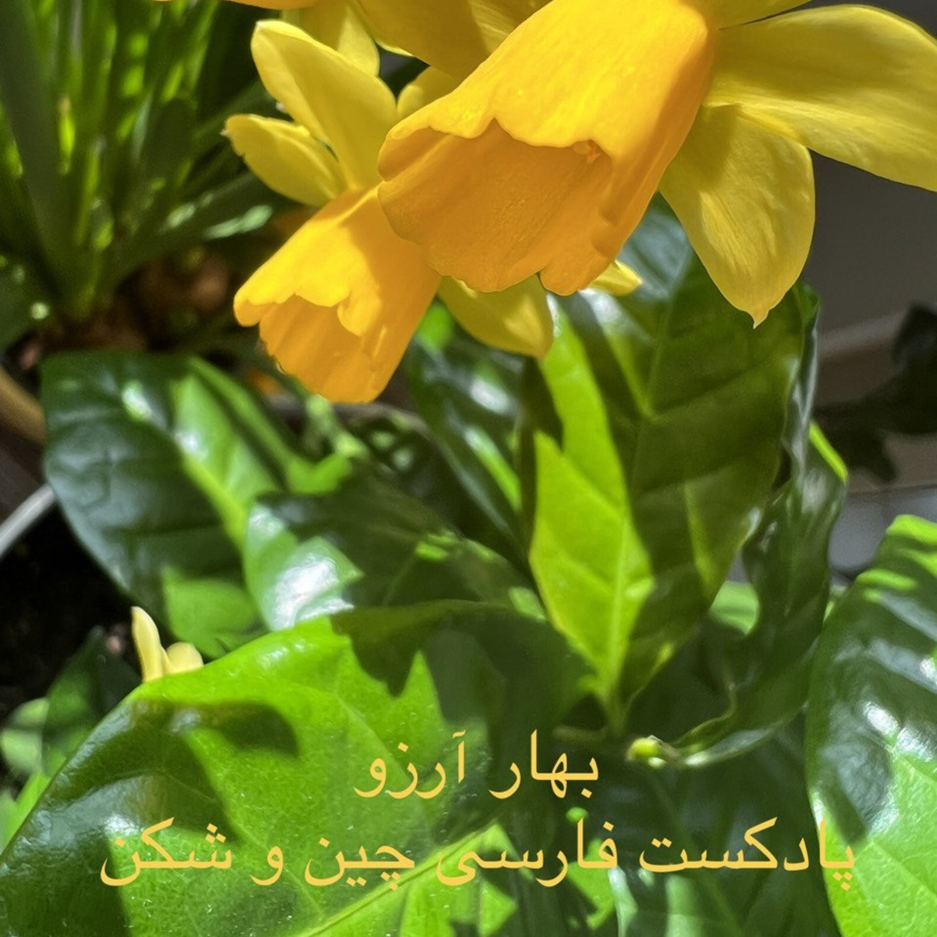 کاور بهار آرزو