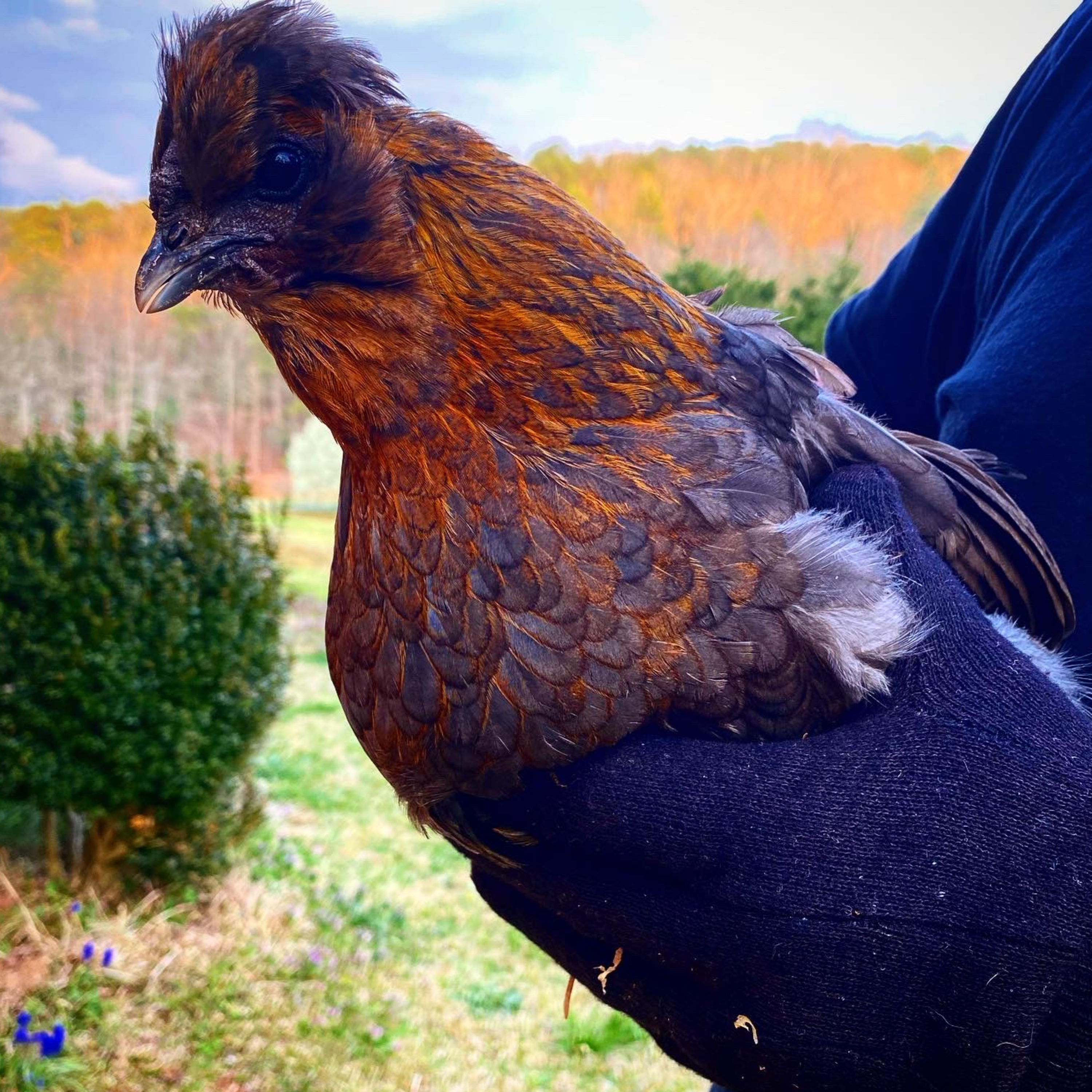 Help! My chickens stopped laying!
