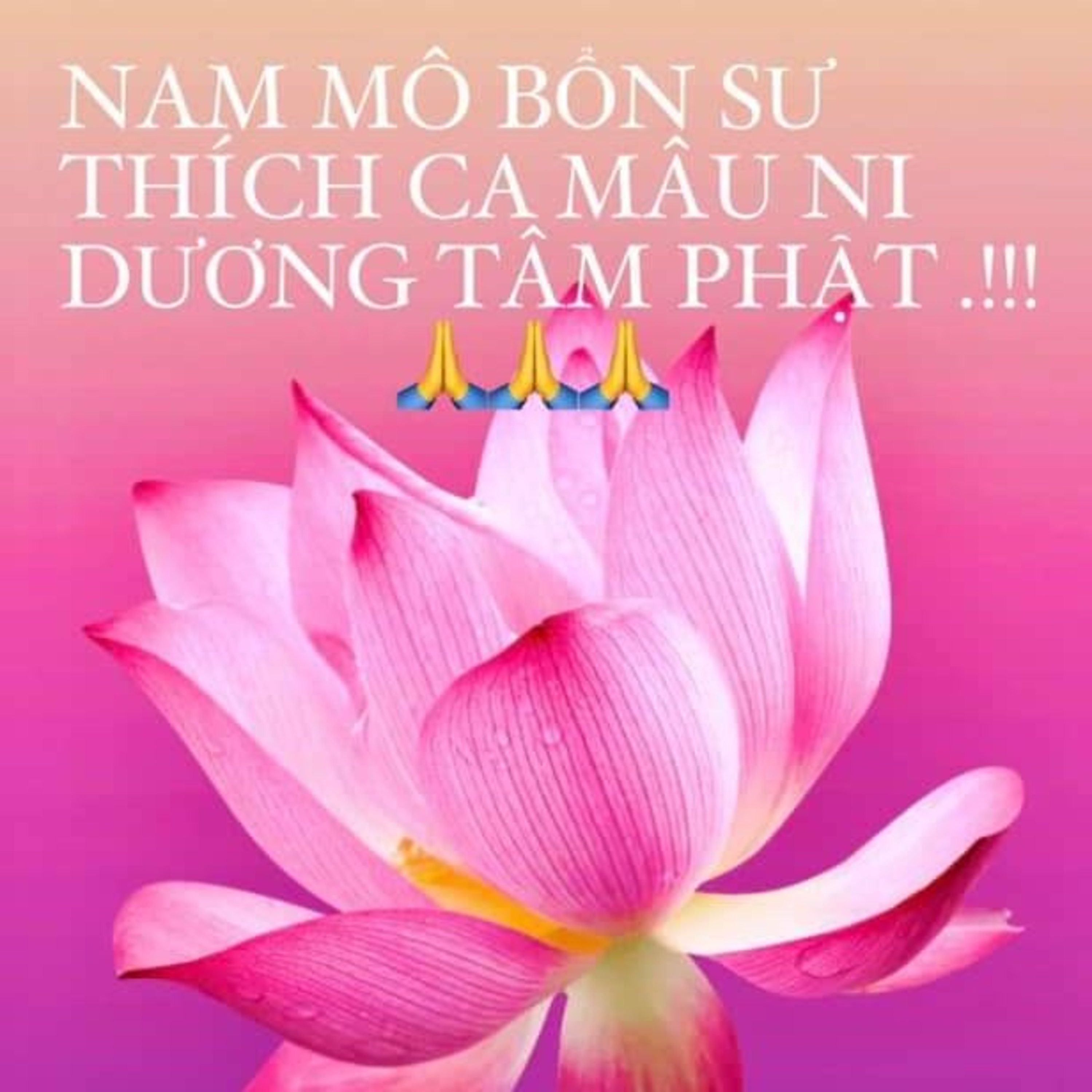 Hạnh Phúc Ngay Hiện Tại - Đạo Nhân Quả - Lòng Yêu Thương Thánh Thiện Vô Điều Kiện..!!!💛💗💛