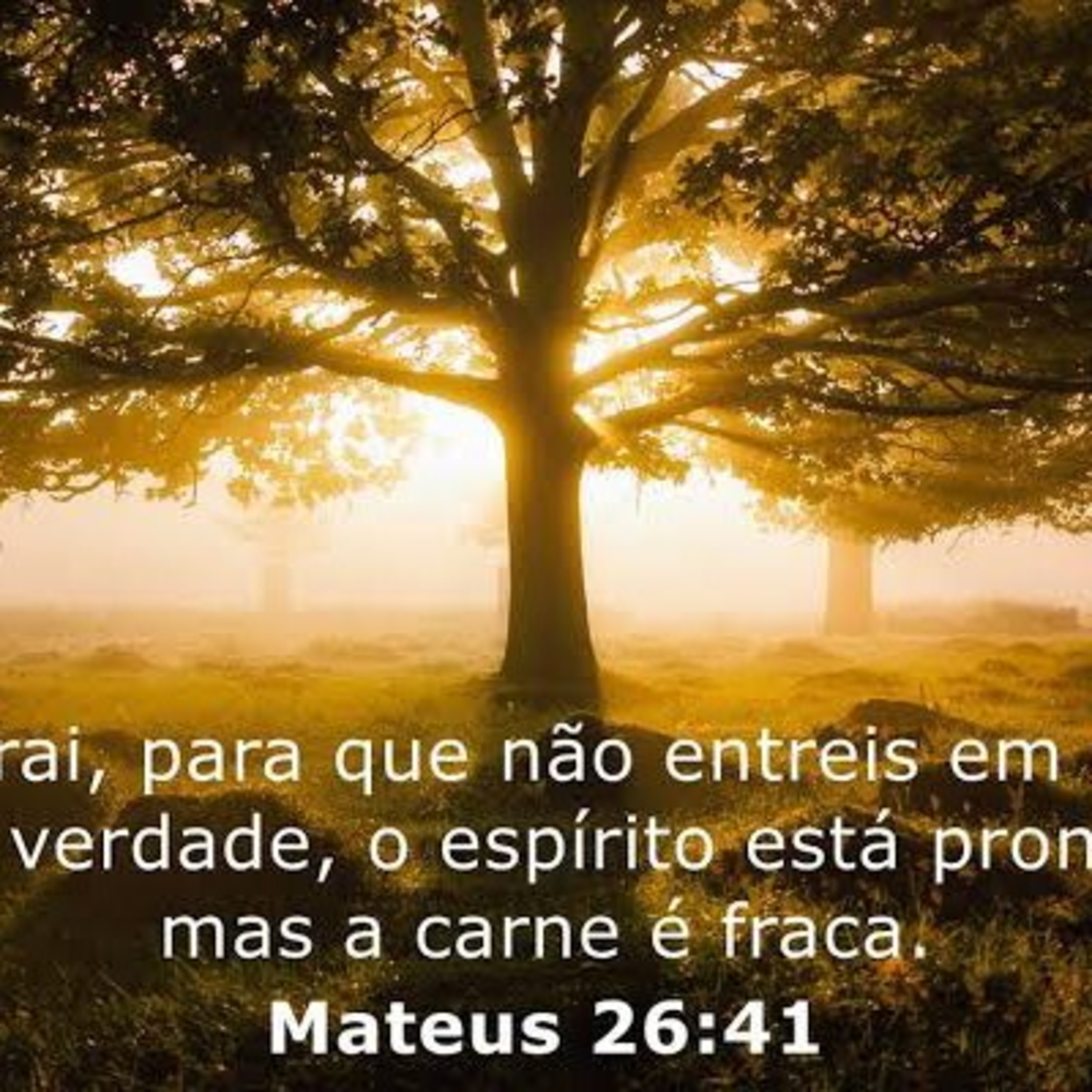 Mateus 26 episode artwork