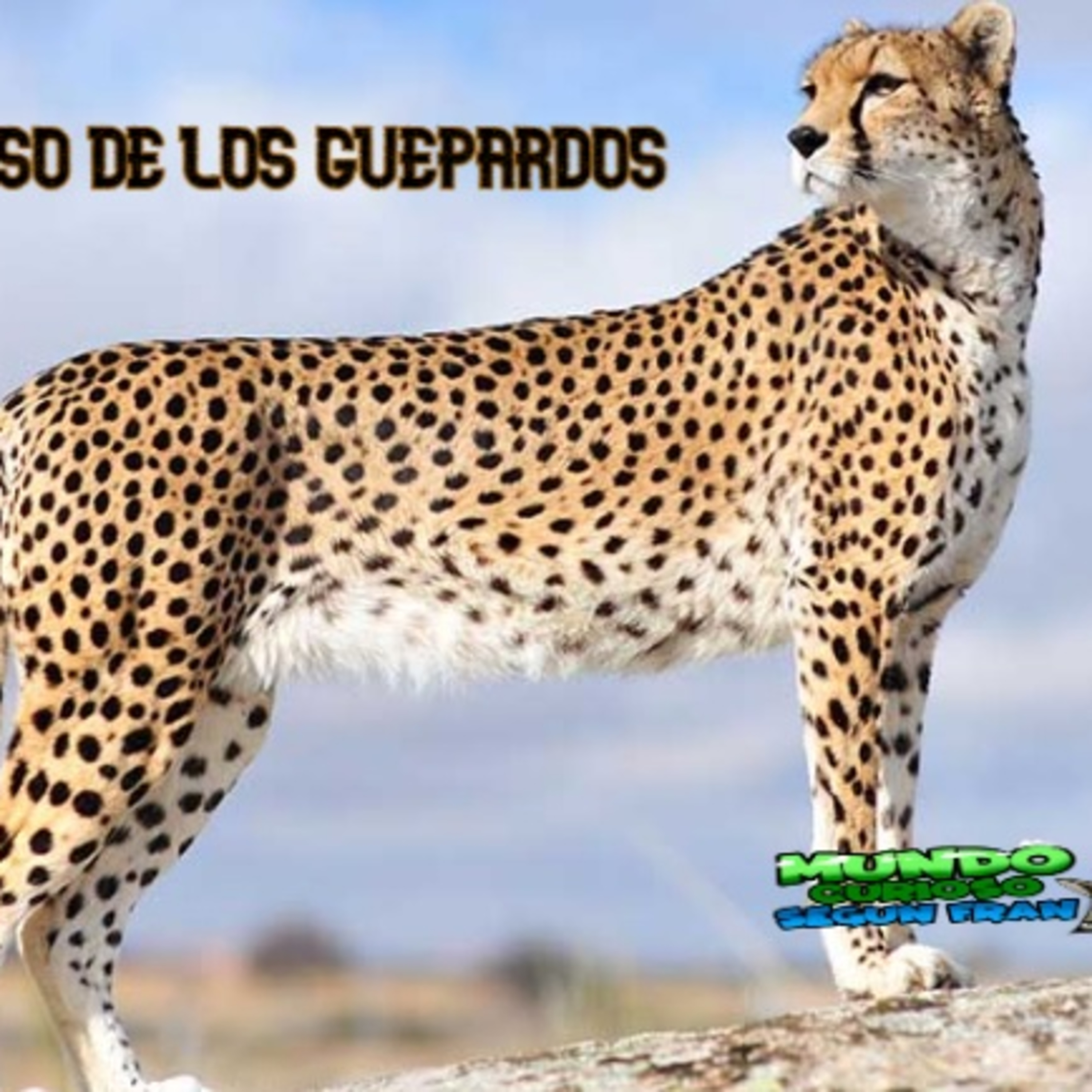 Mundo Curioso según Fran