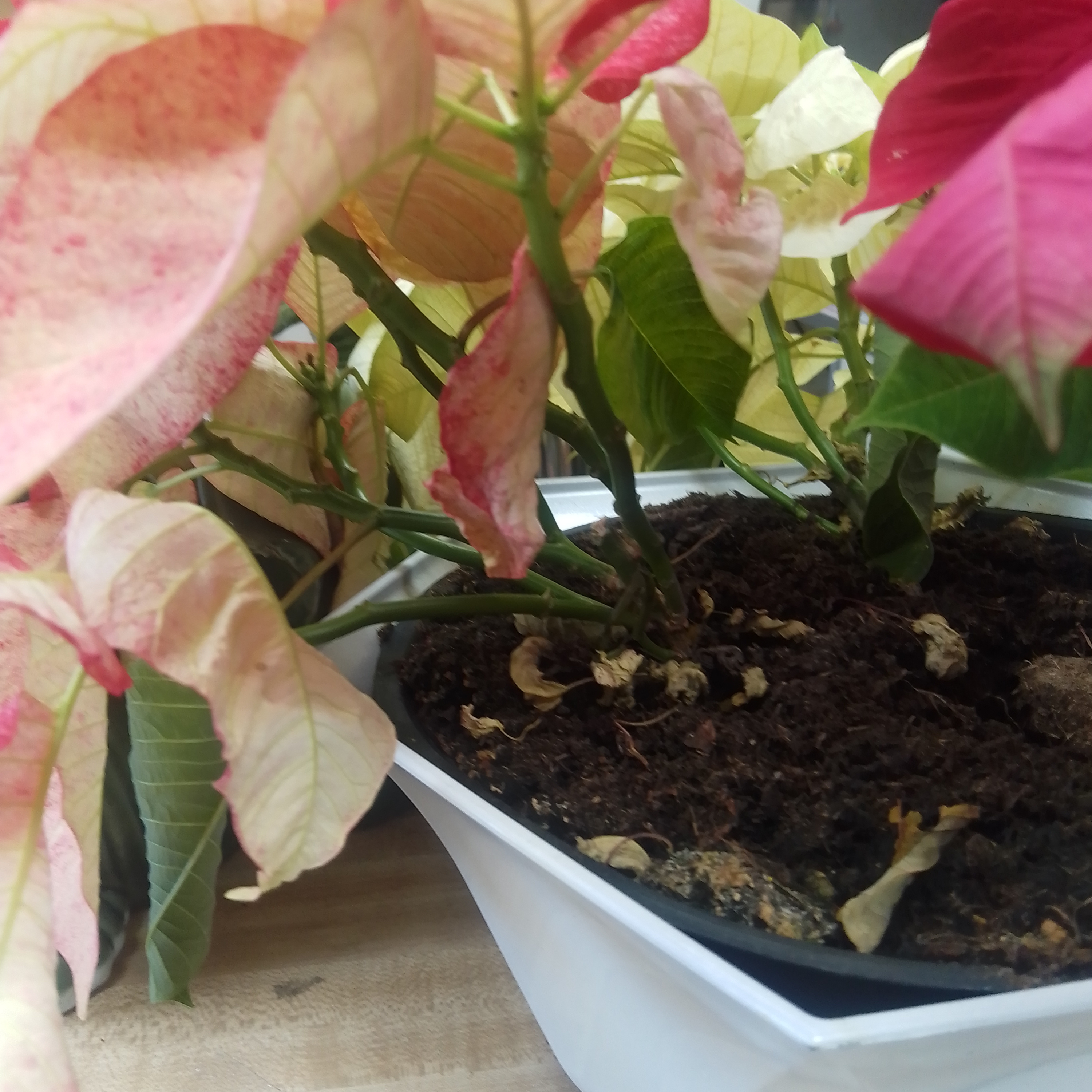 One Drunk Ho Podcast