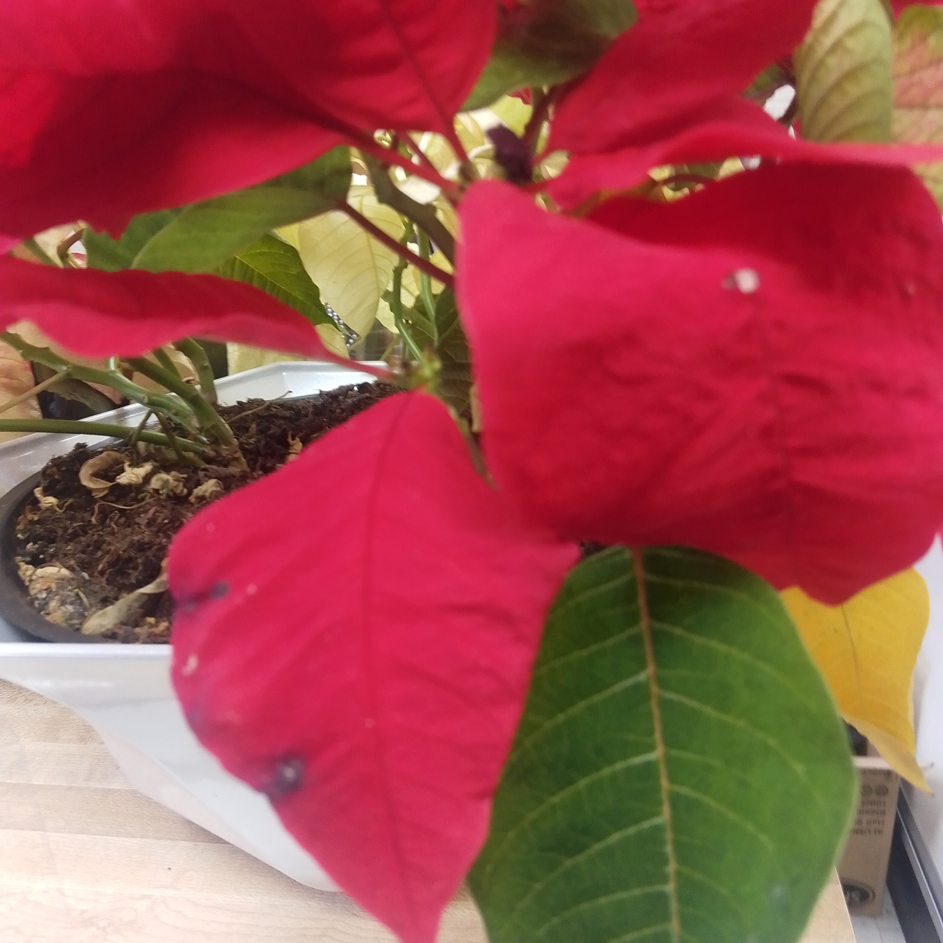 One Drunk Ho Podcast