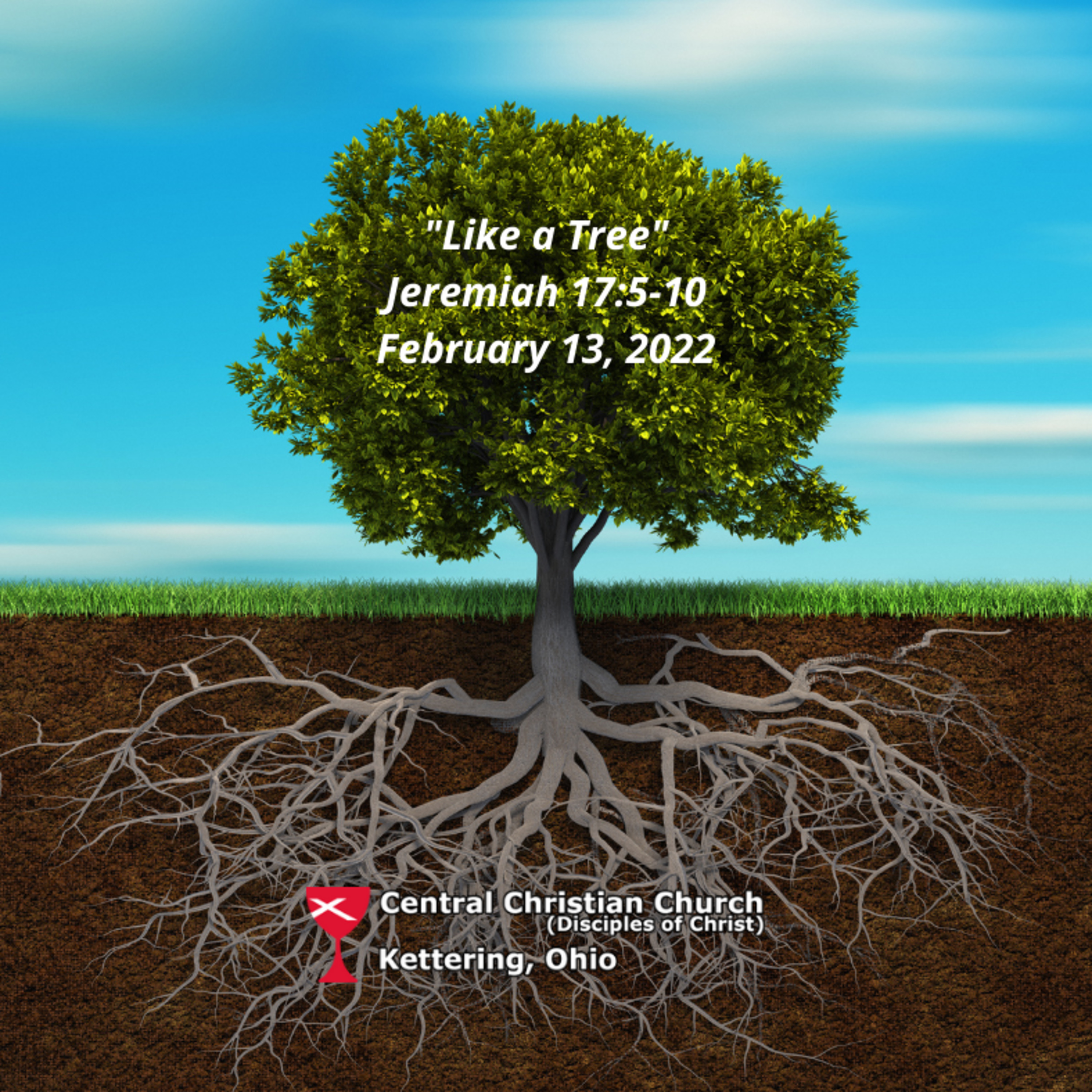 Like a Tree episode artwork