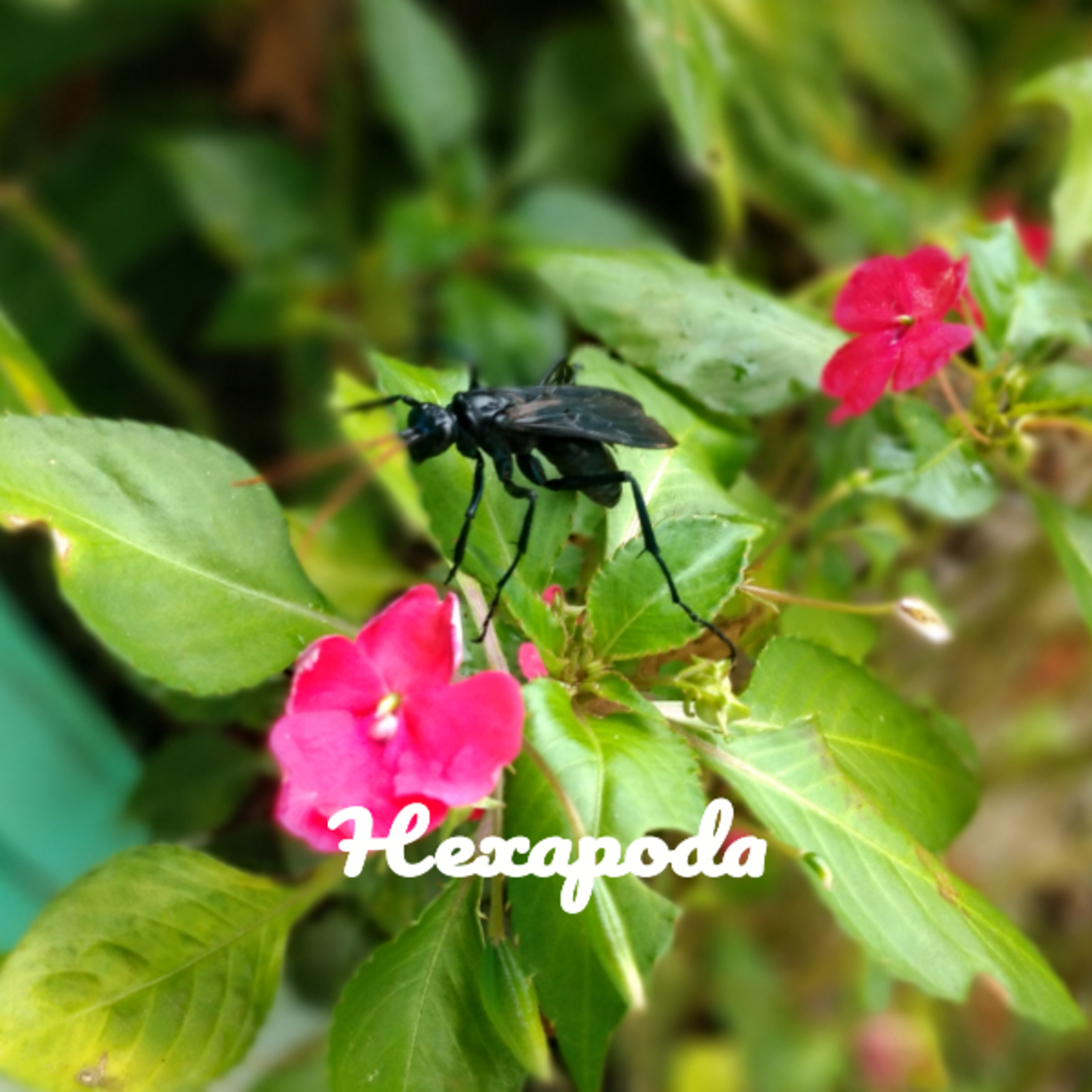 Podcast #2: Subfilo Hexapoda