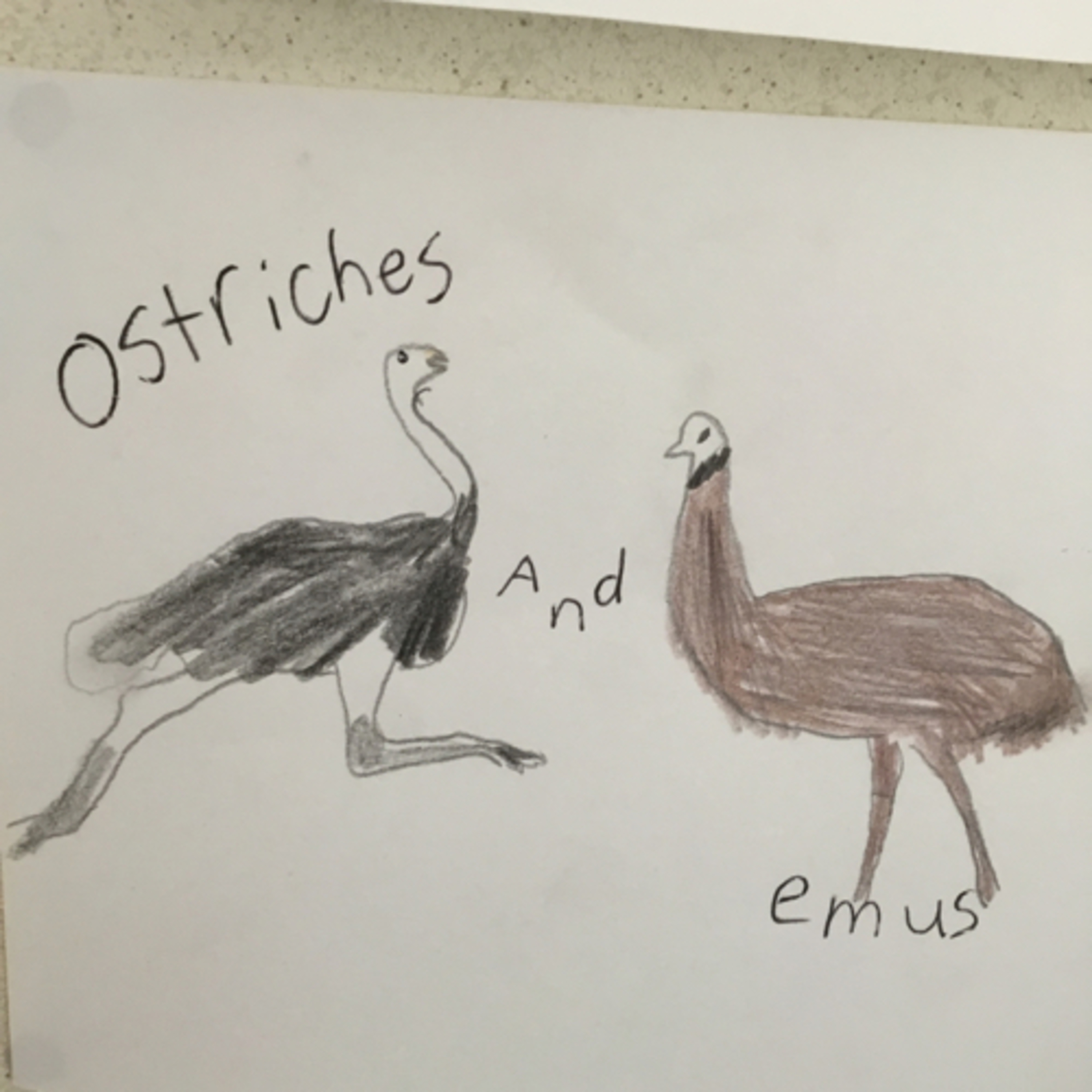 Aussie Animals With Megan