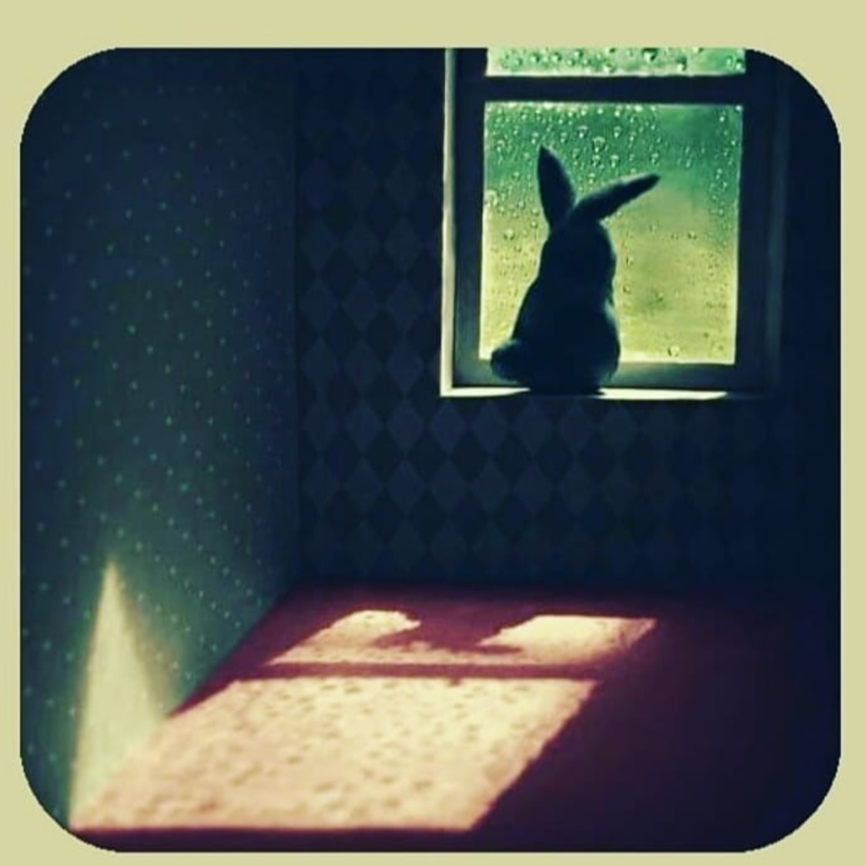 Noches Conejas