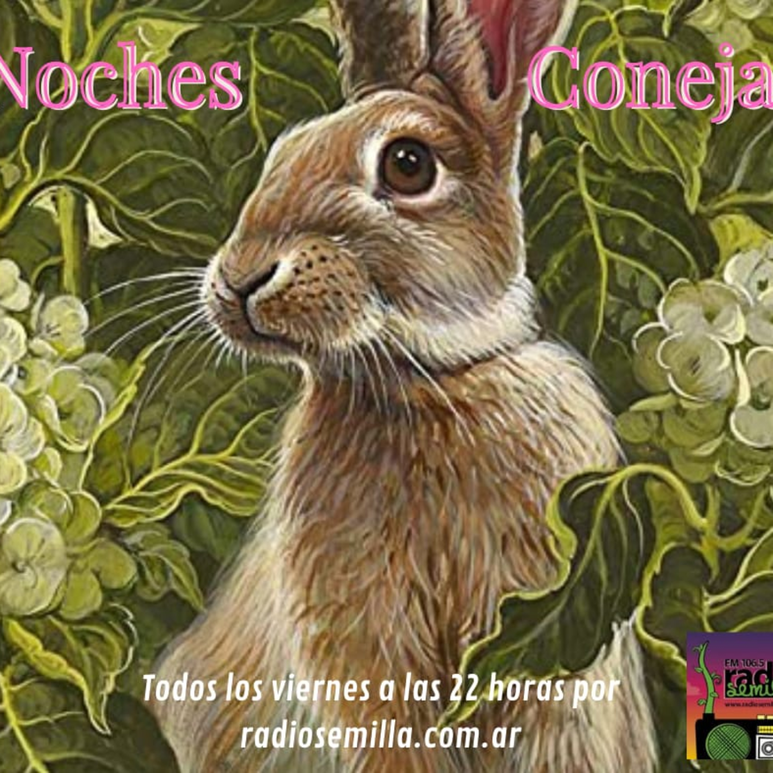 Noches Conejas