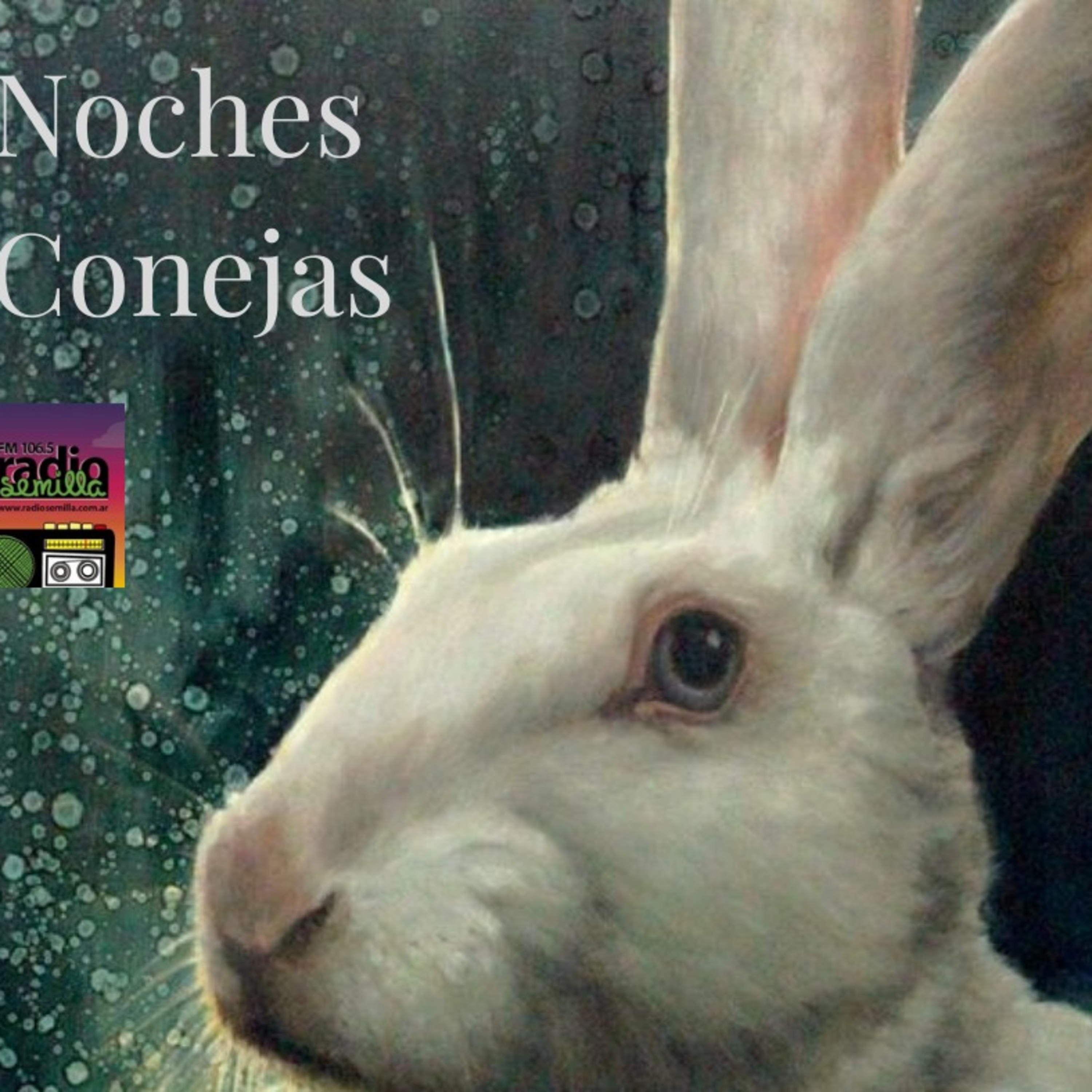 Noches Conejas