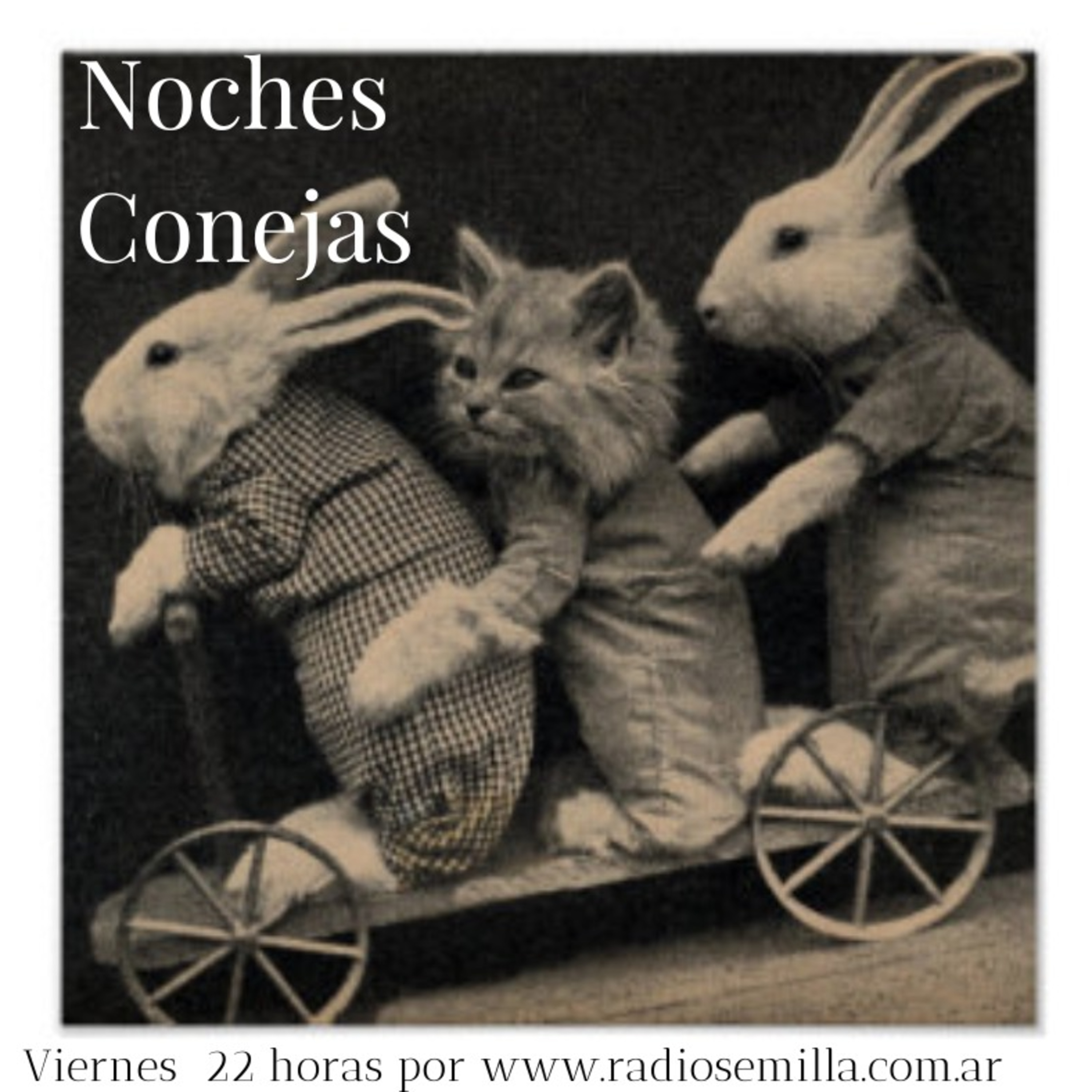 Noches Conejas