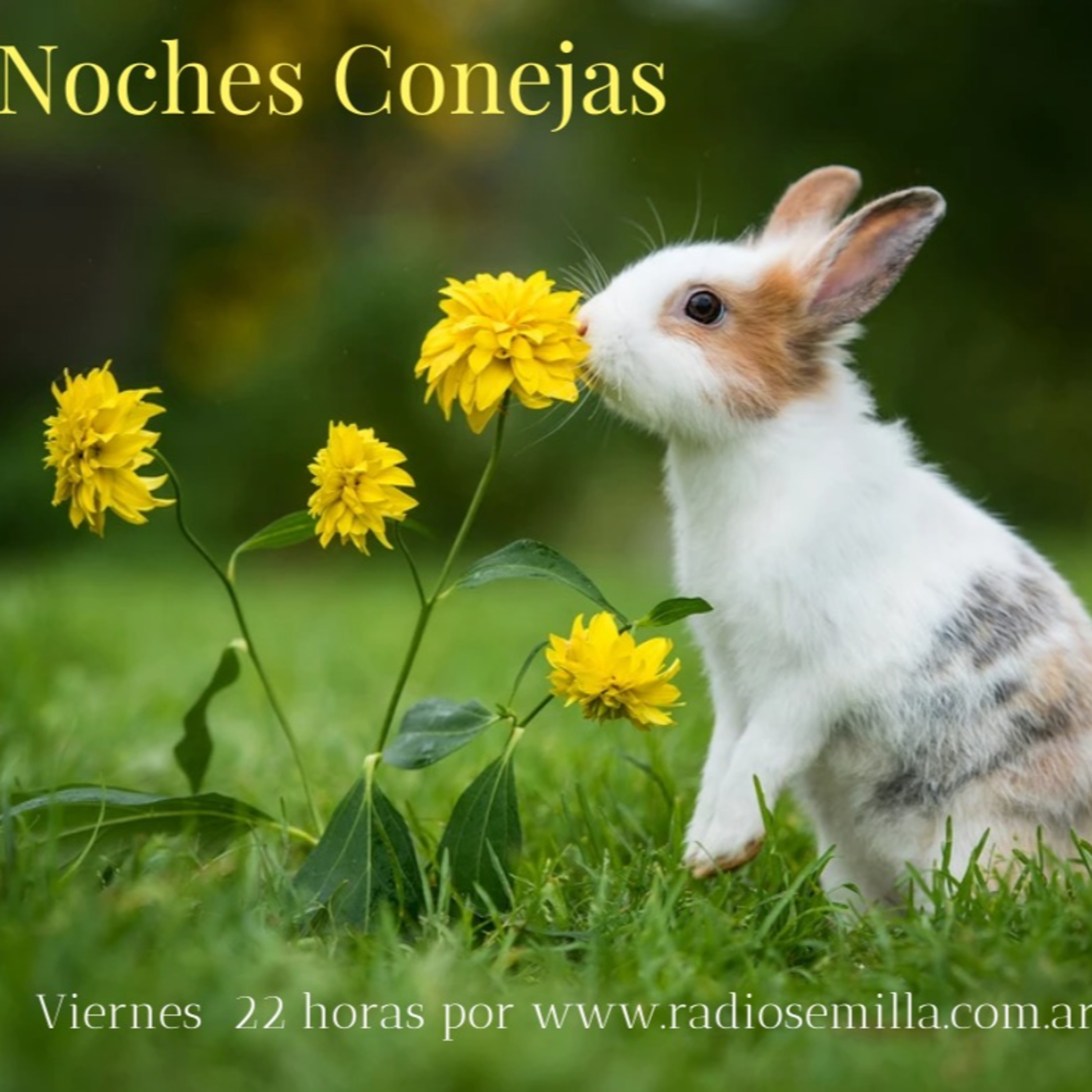 Noches Conejas
