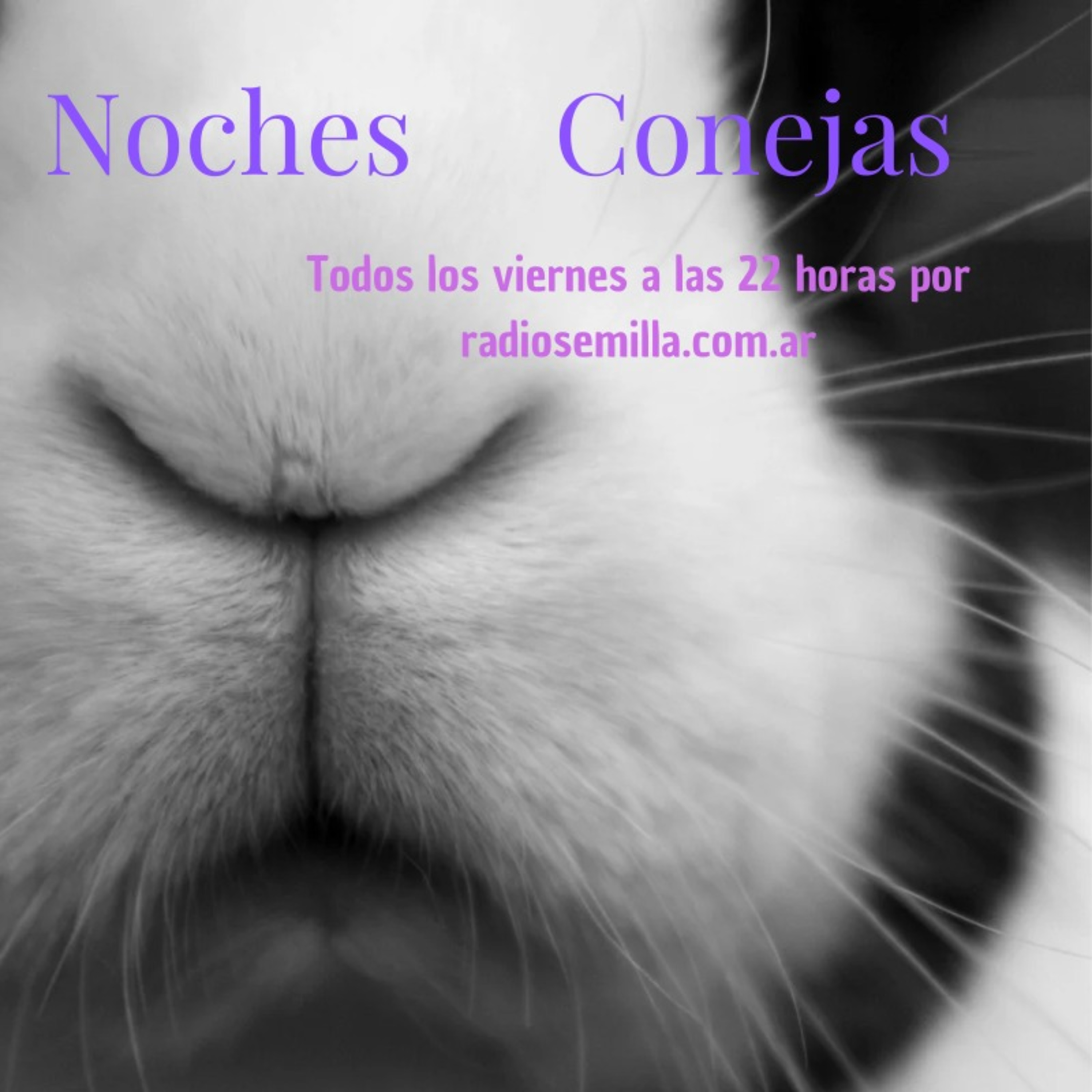 Noches Conejas