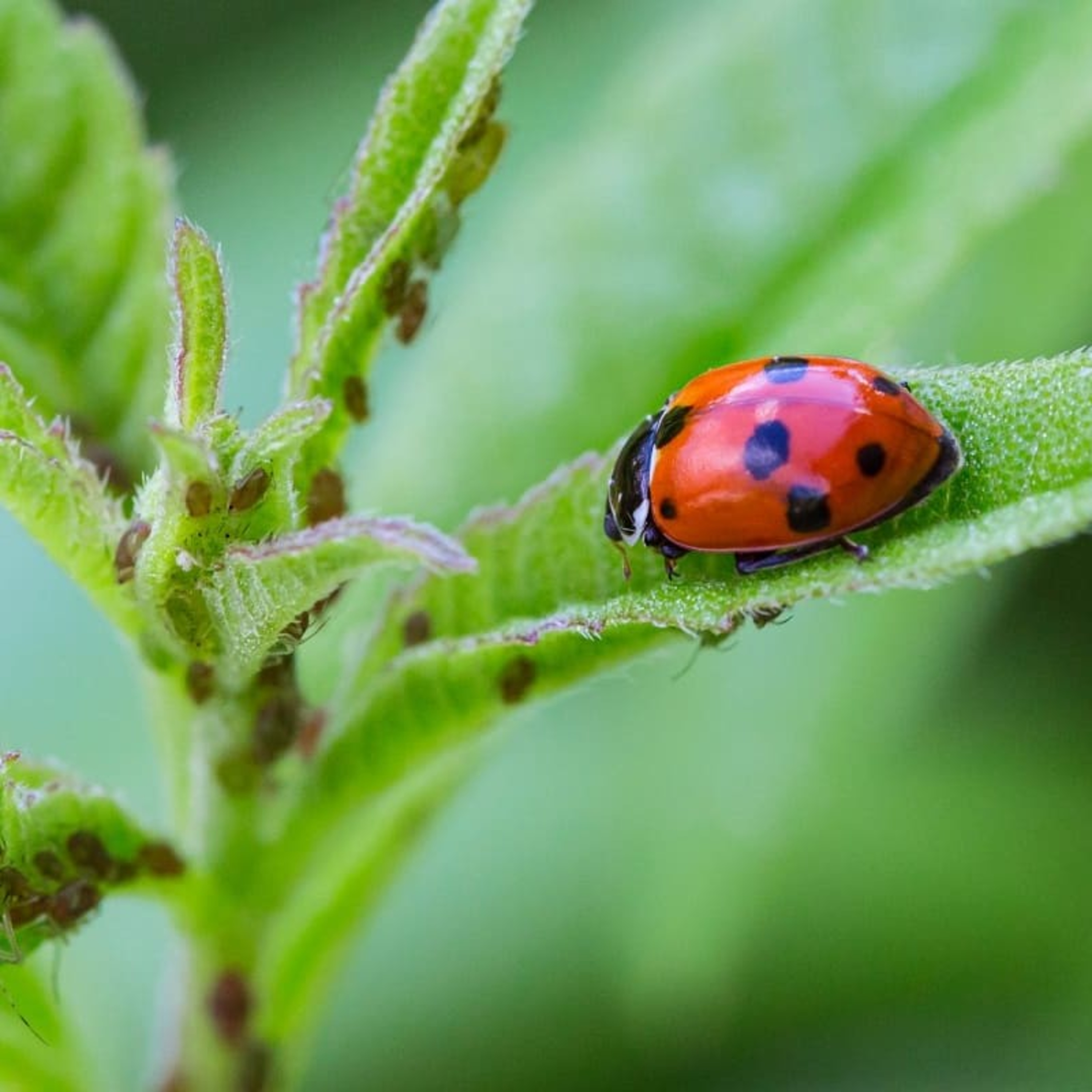 Controle Biológico de doenças de plantas 