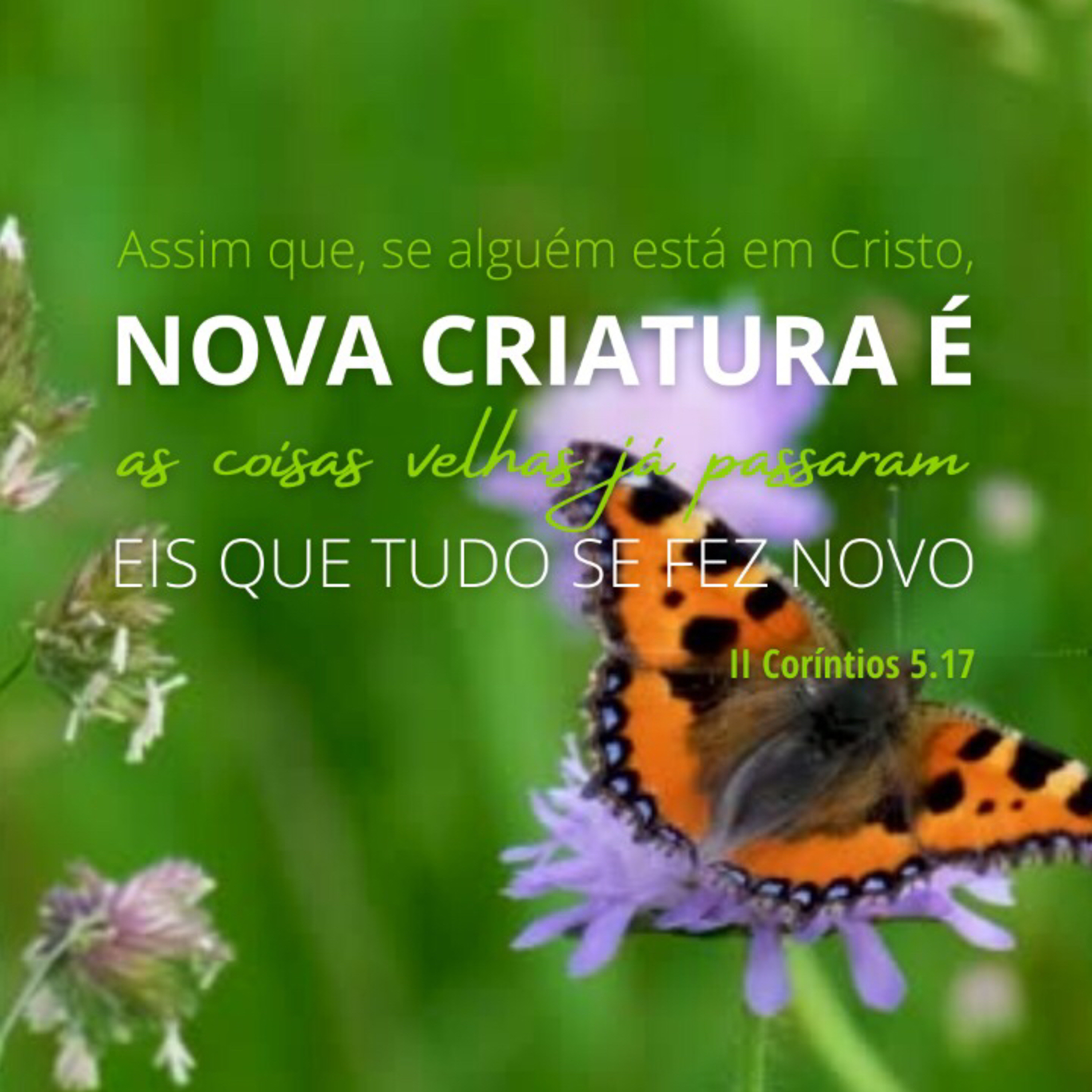 Devocional McCheyne
