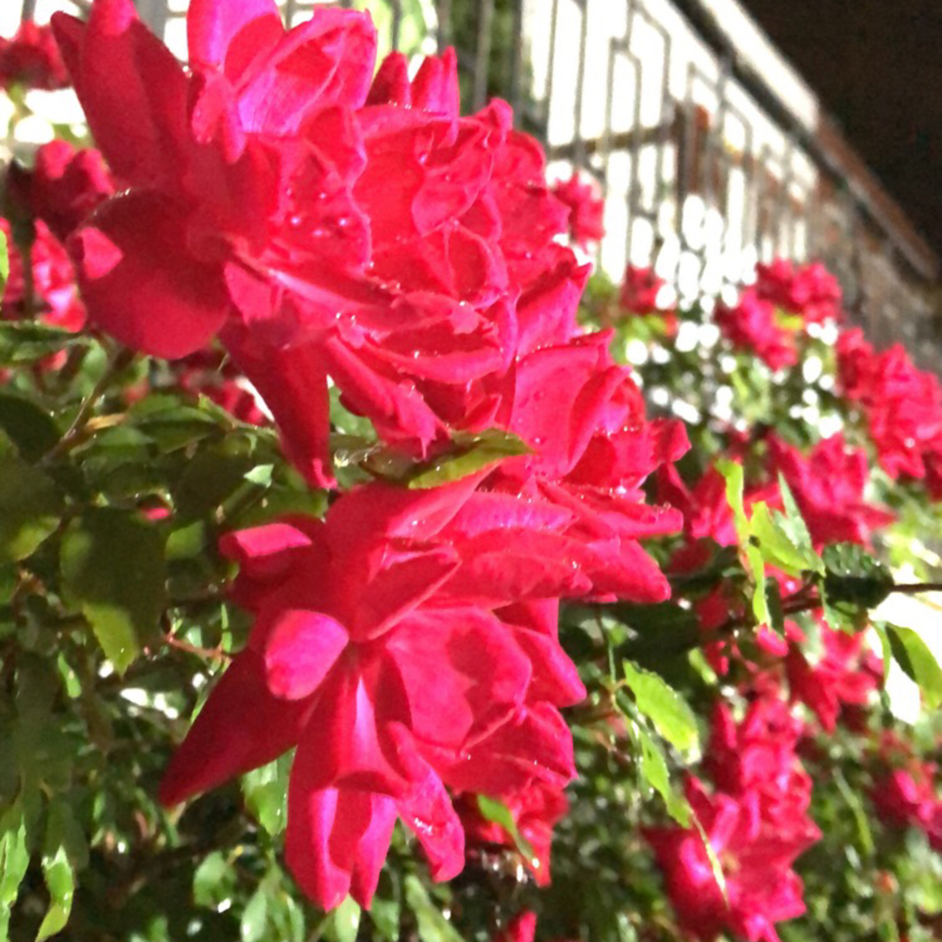 Pineapple. Guitars. Weed