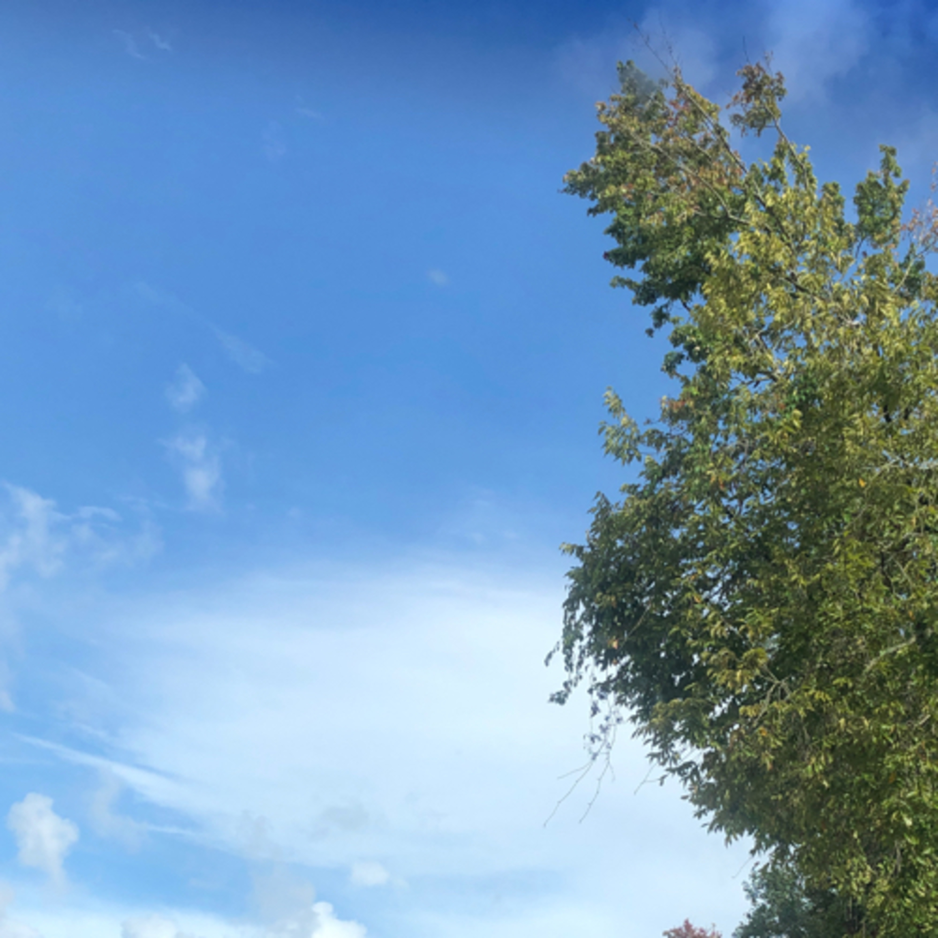 Pineapple. Guitars. Weed