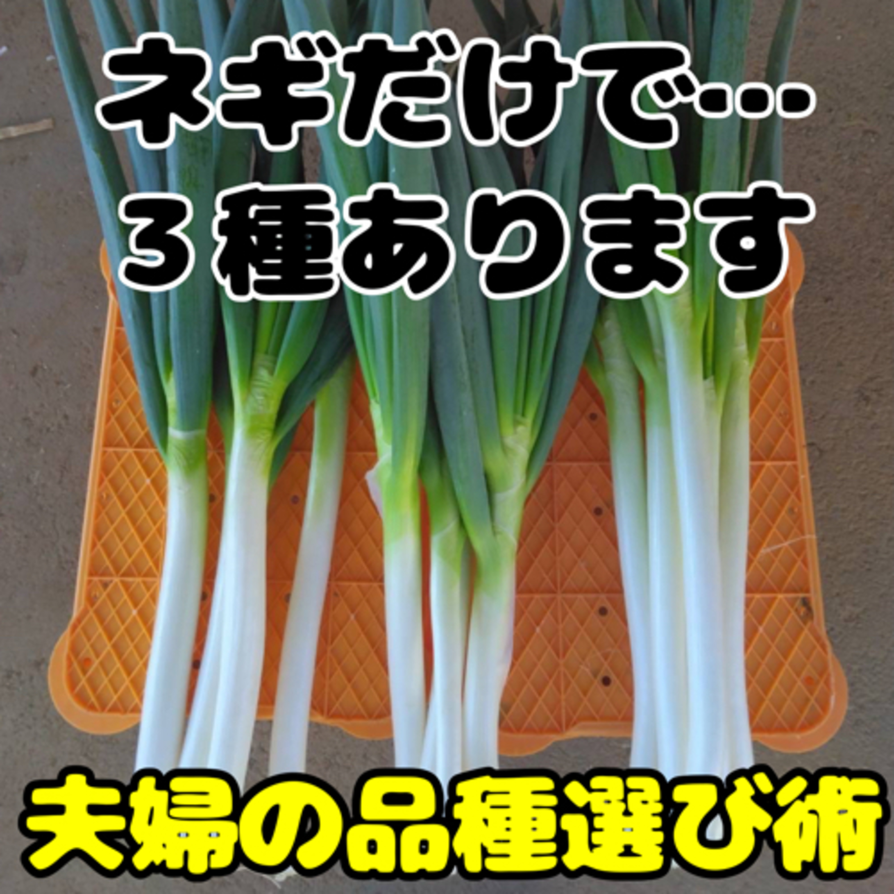 秘技！夫婦の品種選び術【野菜絶佳❷】